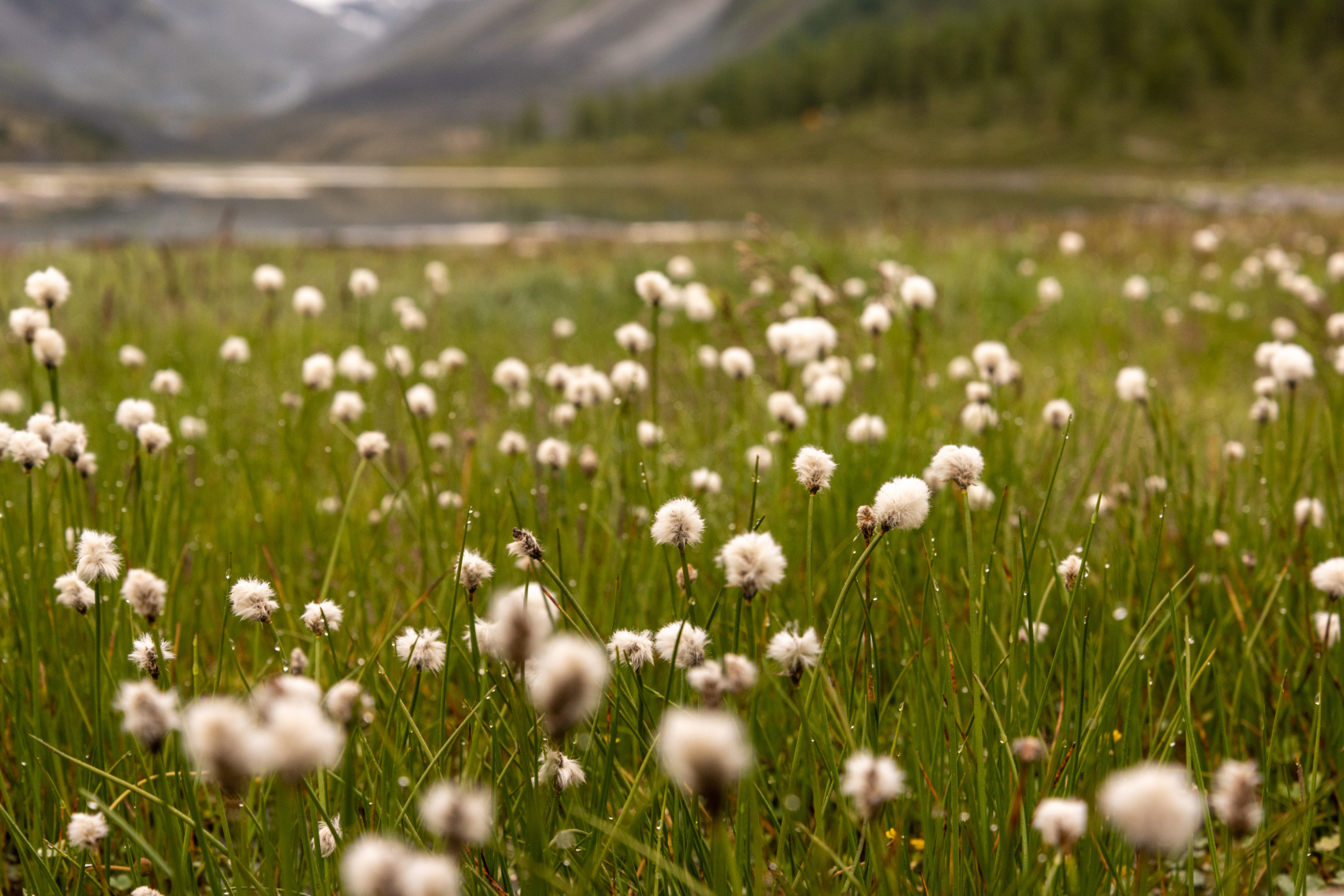 Треккинг к базовому лагерю Белухи (21/78)