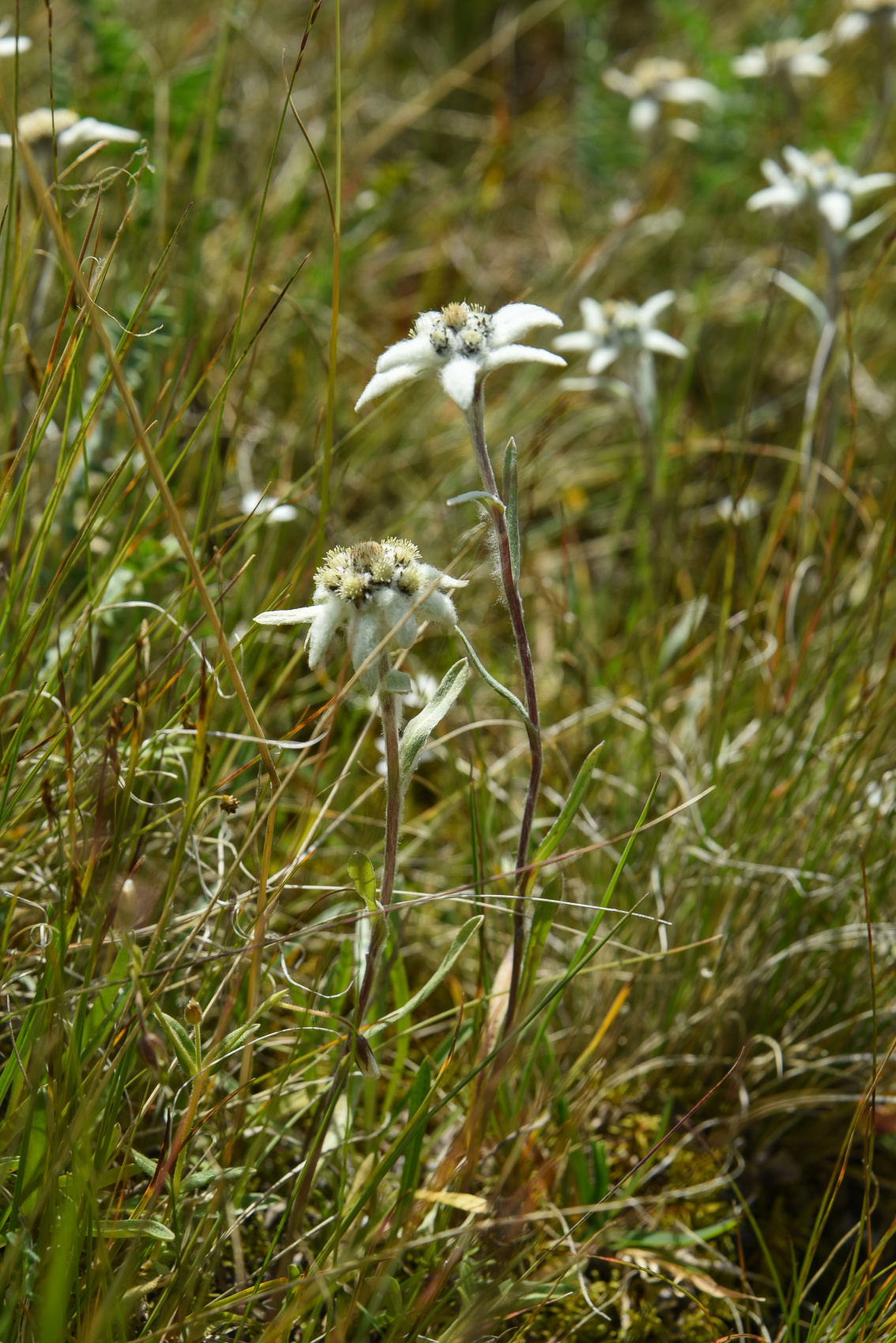 Треккинг к базовому лагерю Белухи (22/78)