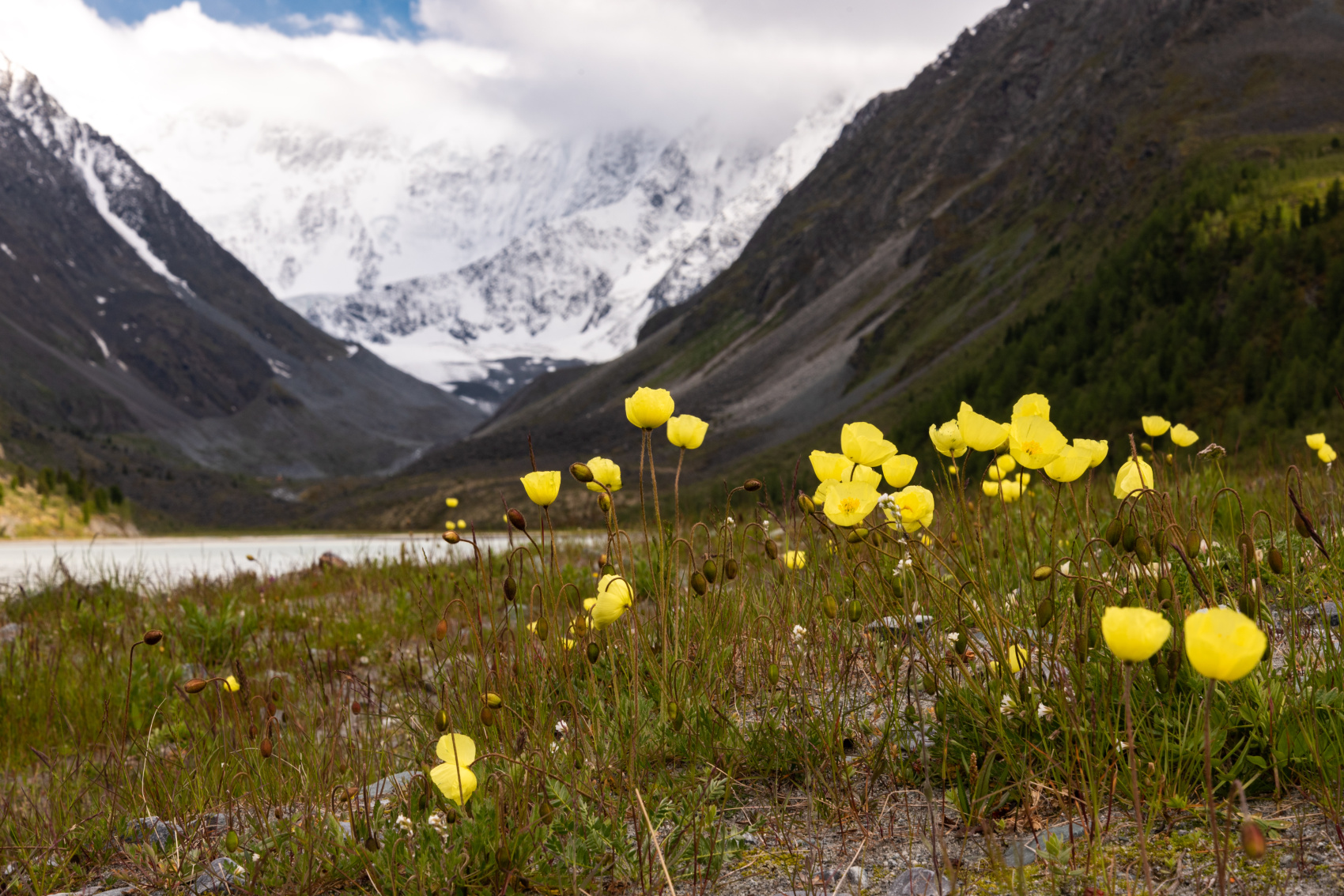 Треккинг к базовому лагерю Белухи (23/78)