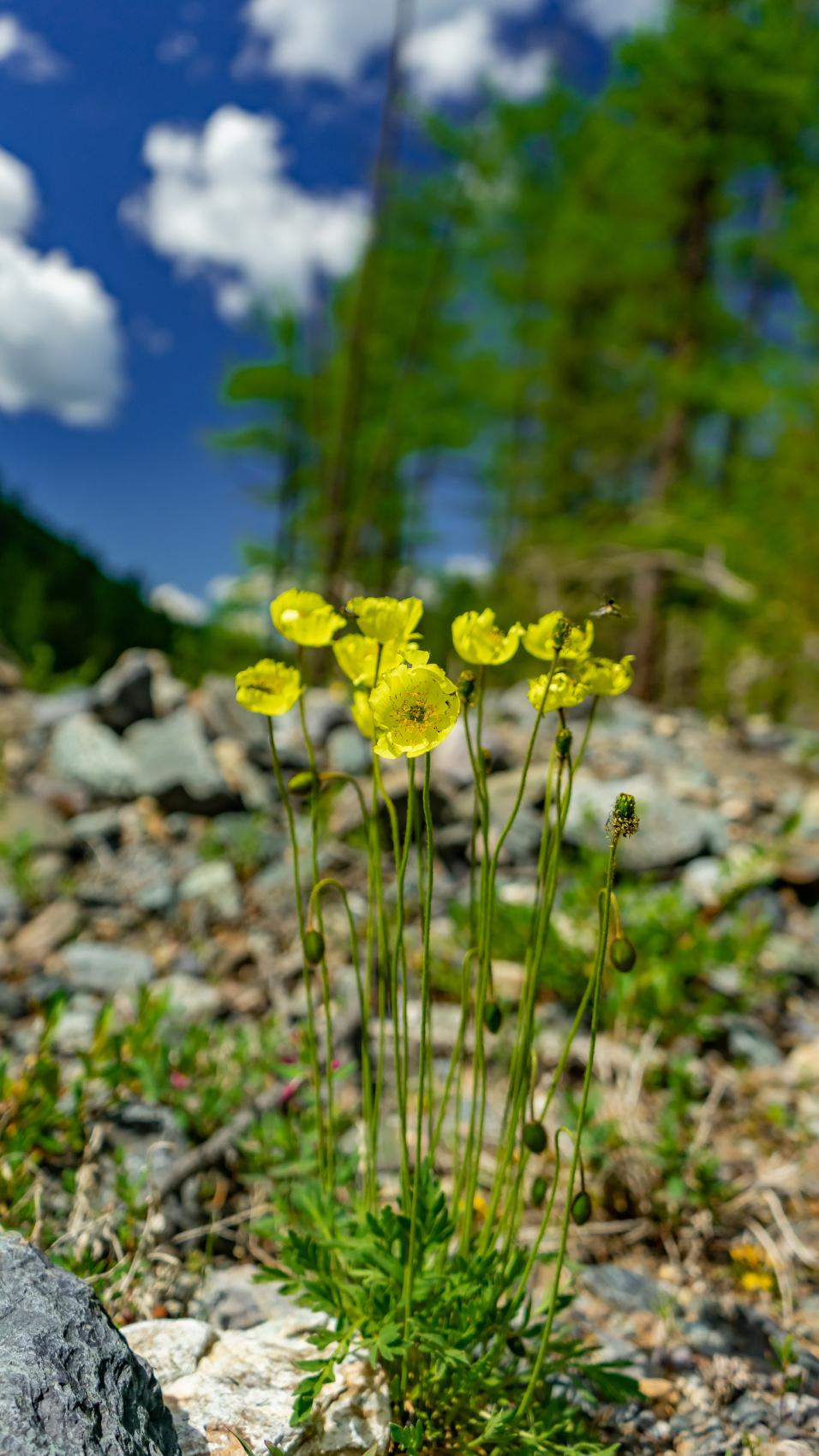 Треккинг в долину Маашей и озерам Каракабак (26/76)