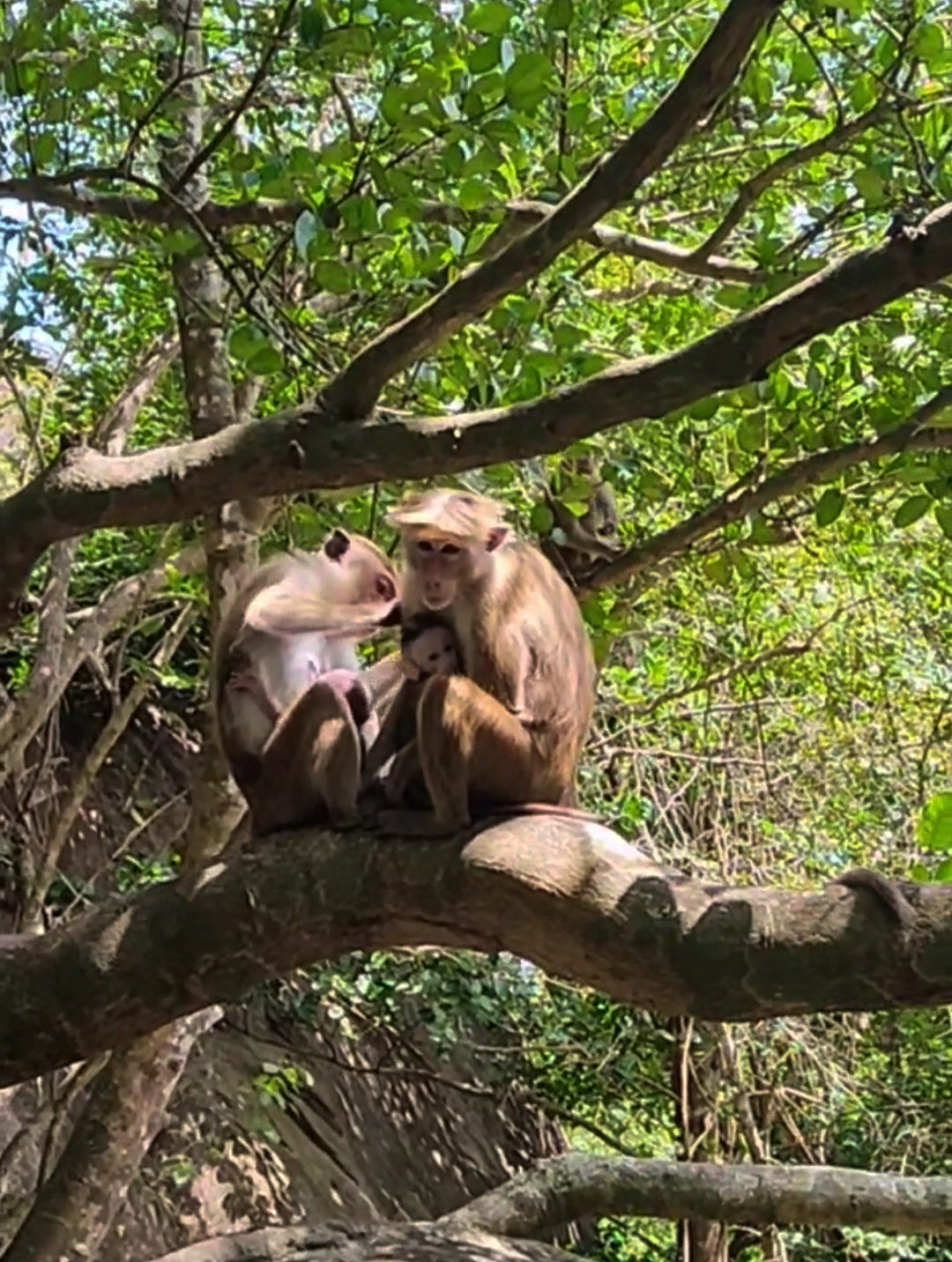 Шри-Ланка: Тур-Приключение Must-Visit (26/82)