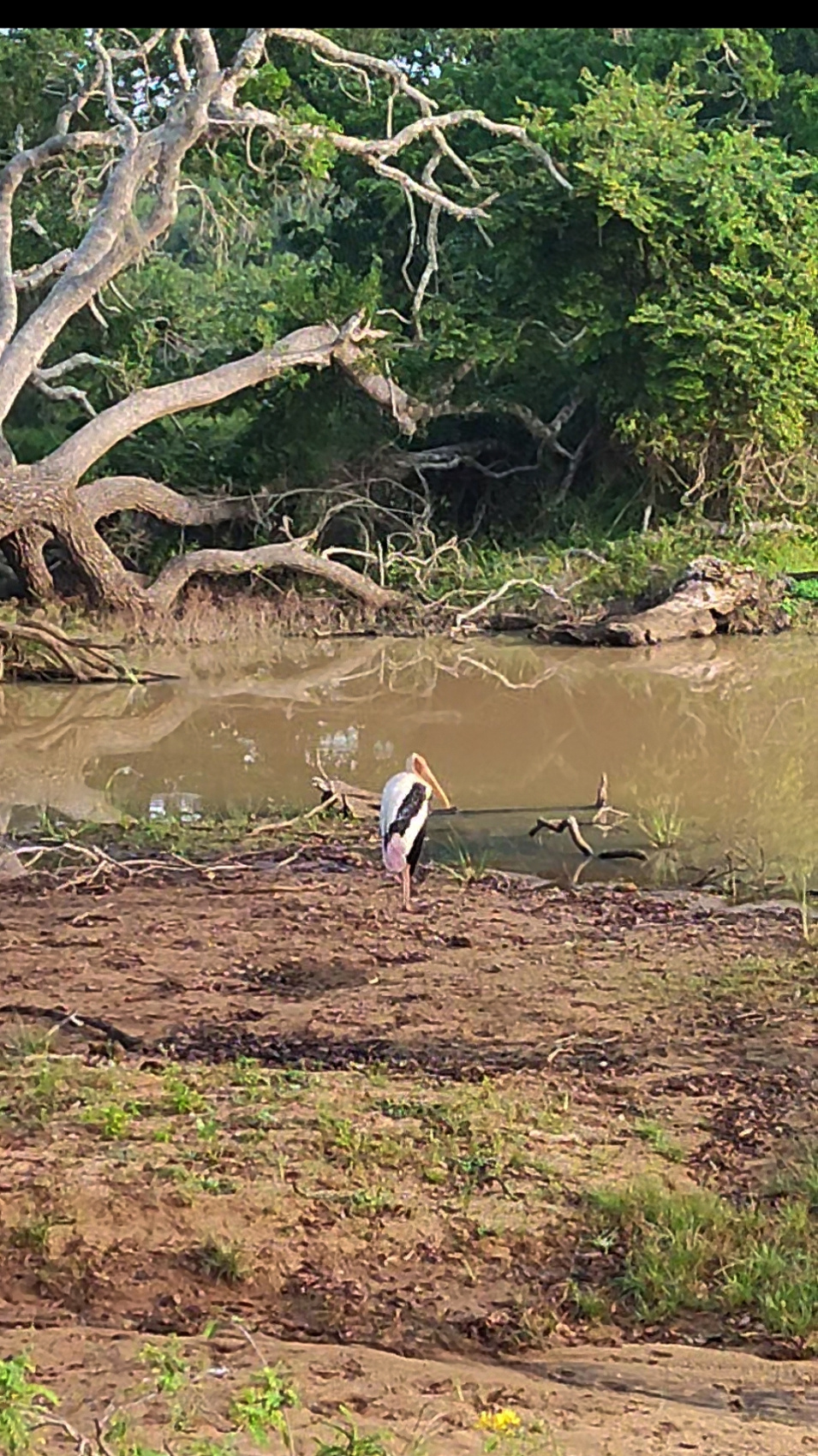 Шри-Ланка: Тур-Приключение Must-Visit (32/82)