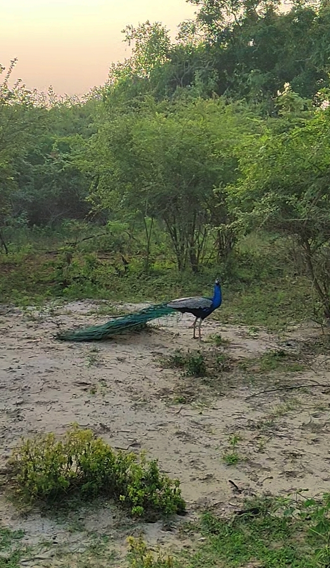 Шри-Ланка: Тур-Приключение Must-Visit (31/82)