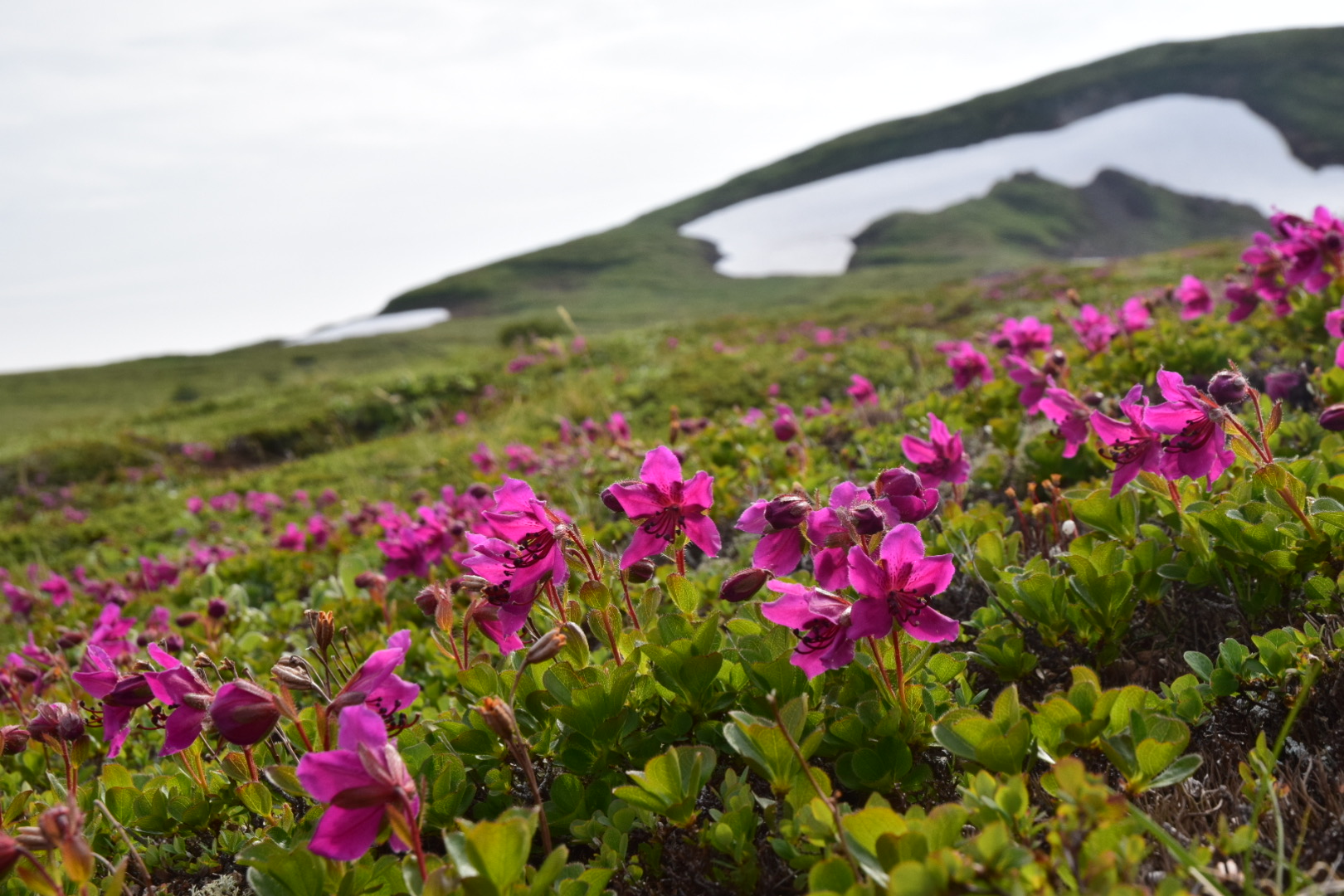 Чарующая Камчатка (5/26)