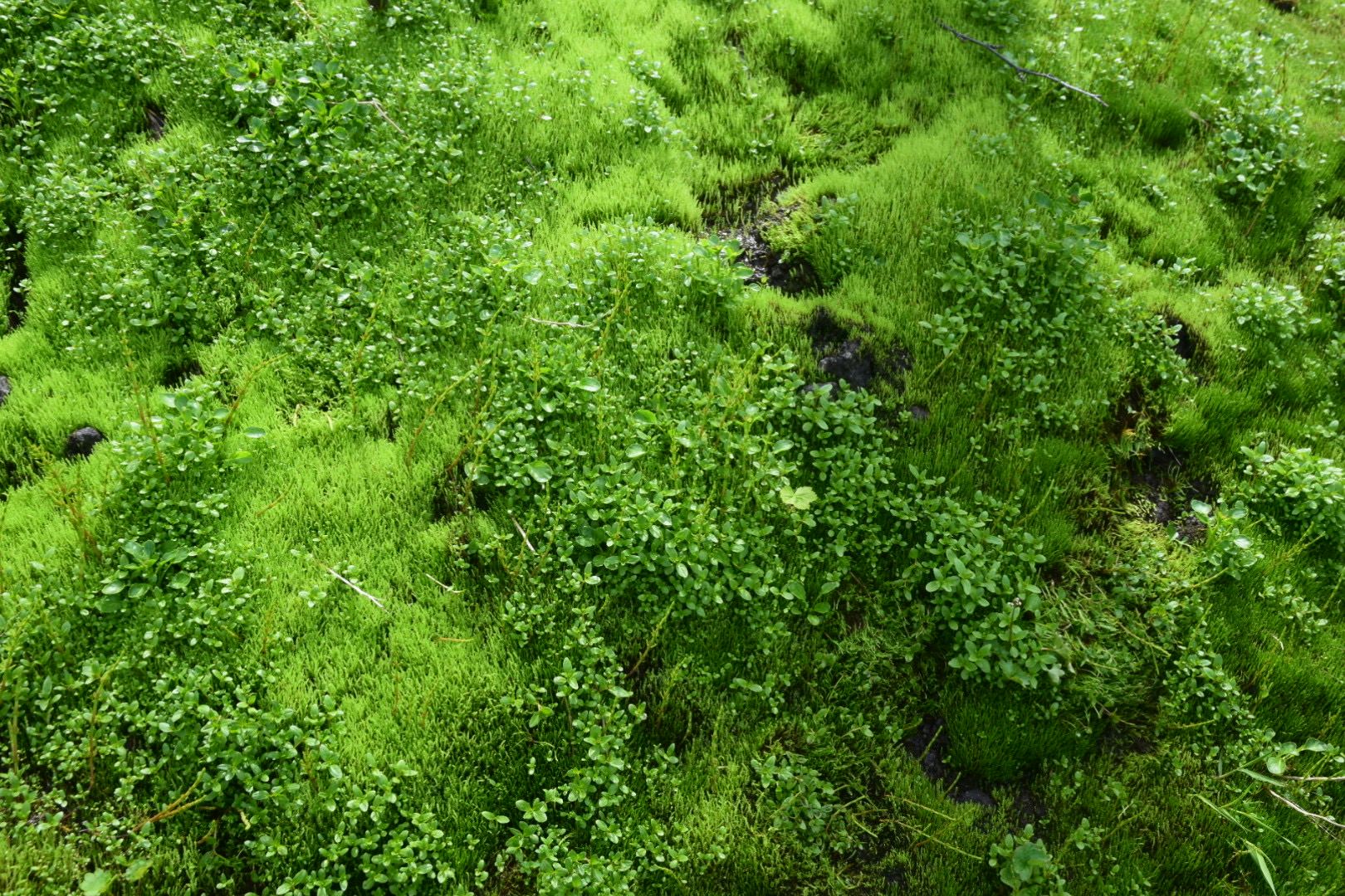 Четыре стихии Камчатки (8/47)