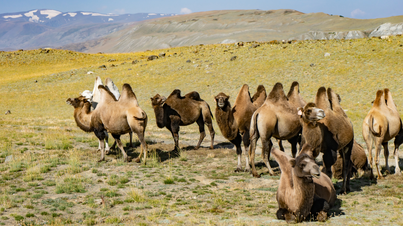Путешествие Золотые горы Алтая (35/116)