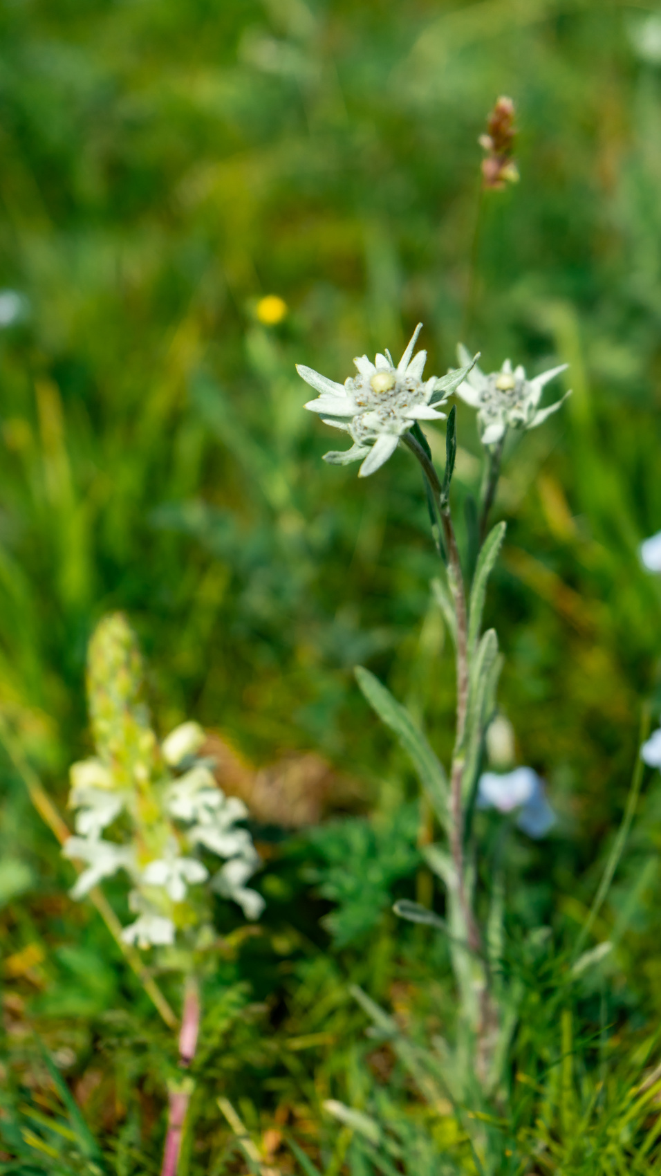 Путешествие Золотое кольцо Алтая (6/95)