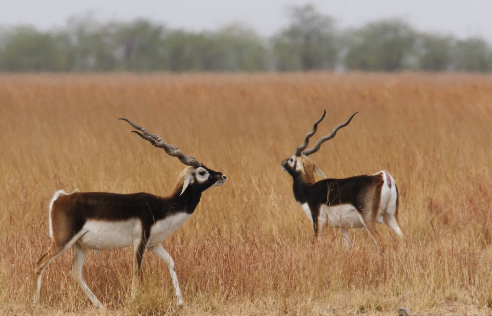 Тур по дикой природе Гуджарата (9/41)