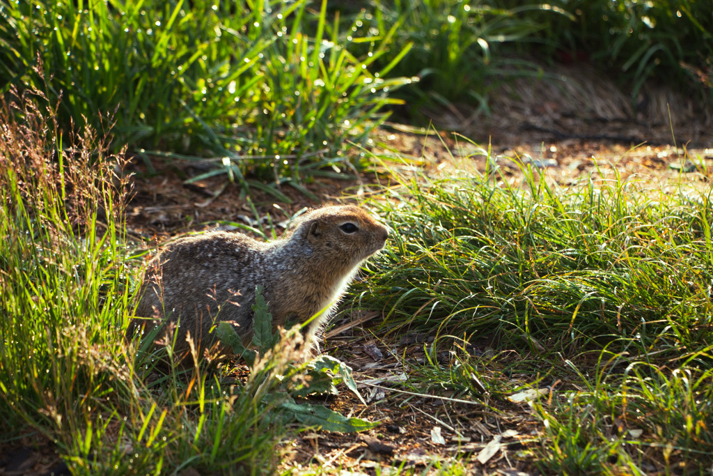 Камчатка — поход вокруг Толбачика с восхождением (6/61)