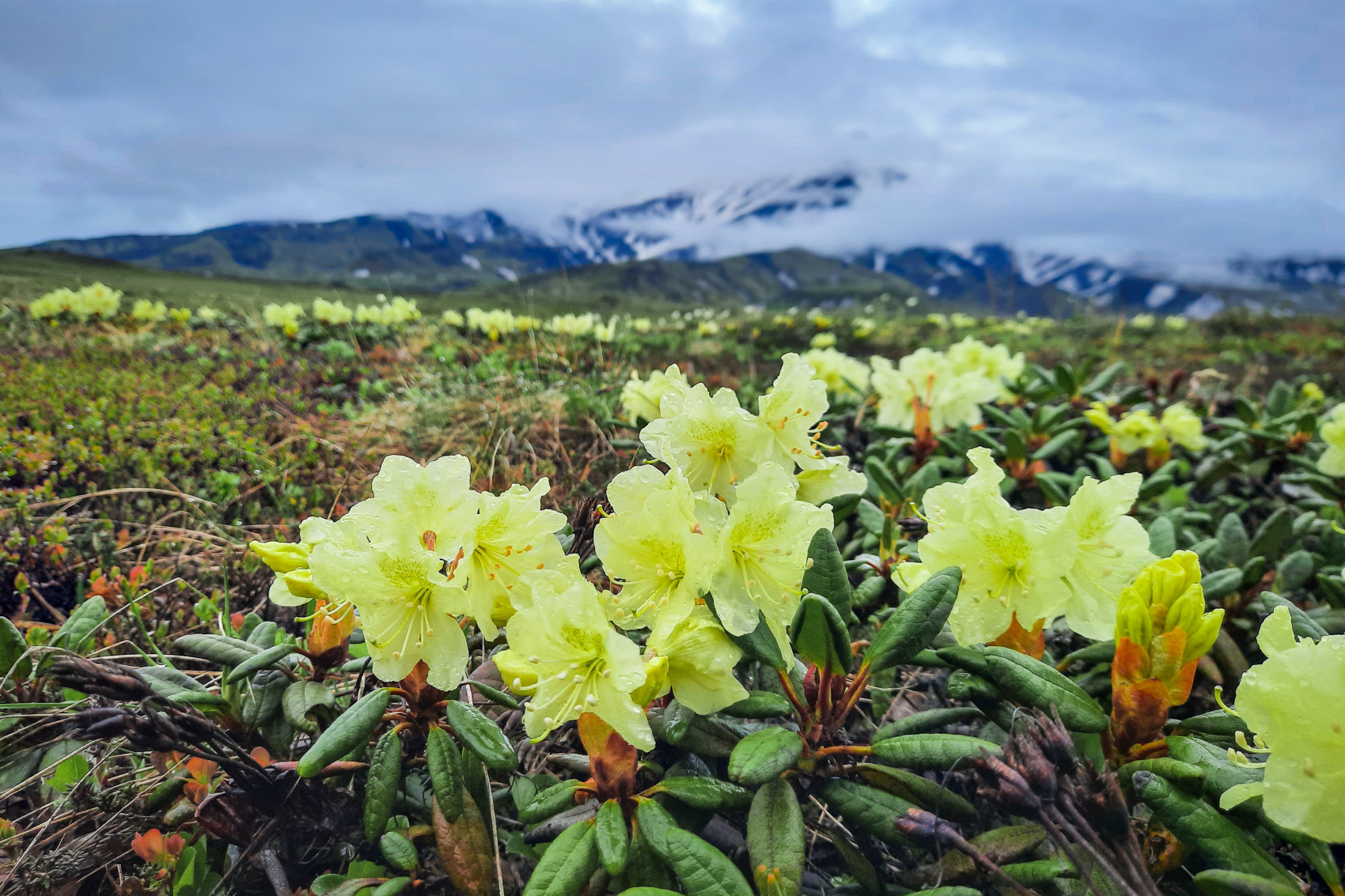 Камчатка — поход вокруг Толбачика с восхождением (9/61)