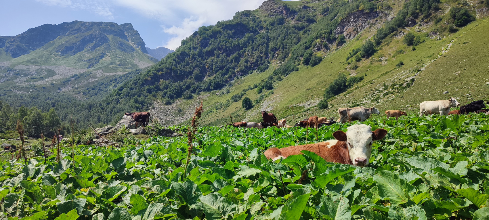 Архыз. Высокогорный джип тур (34/46)