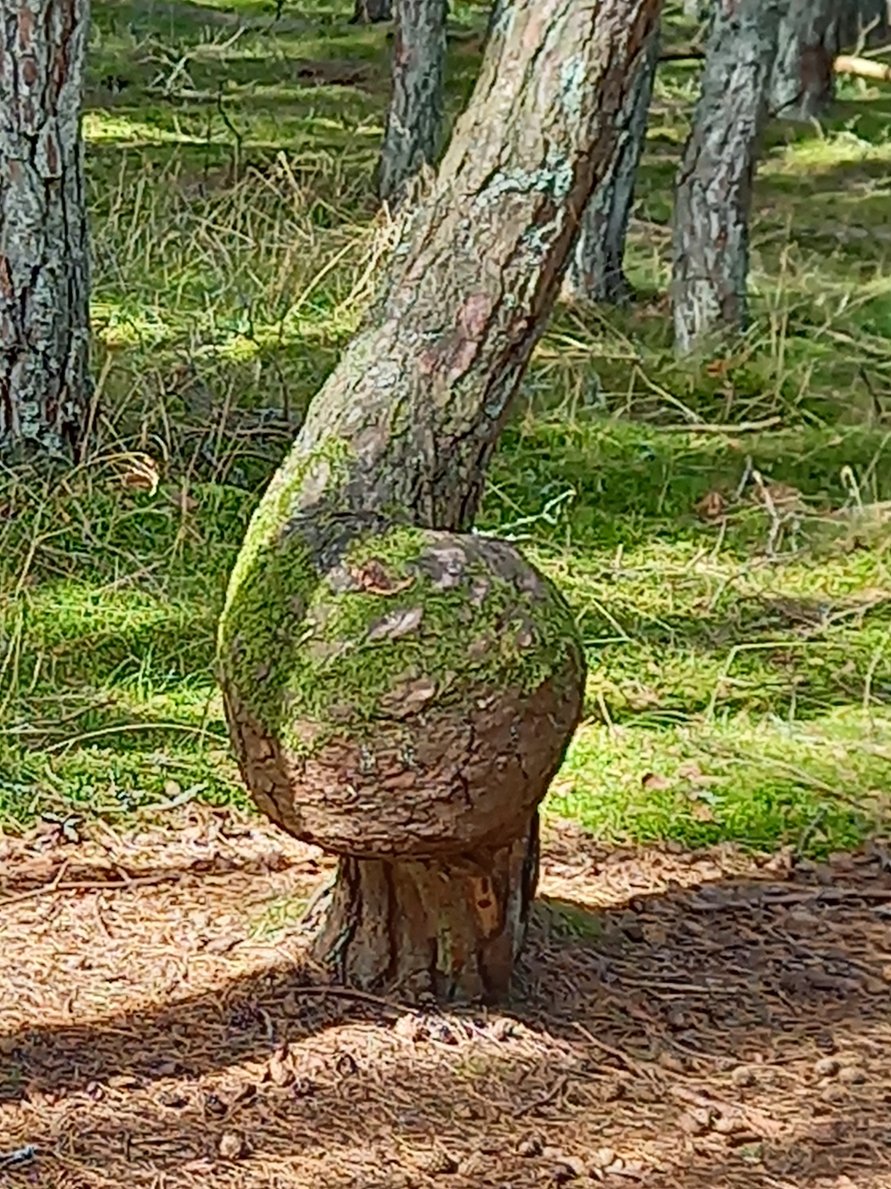 Тур выходного дня в Калининградской области (6/28)