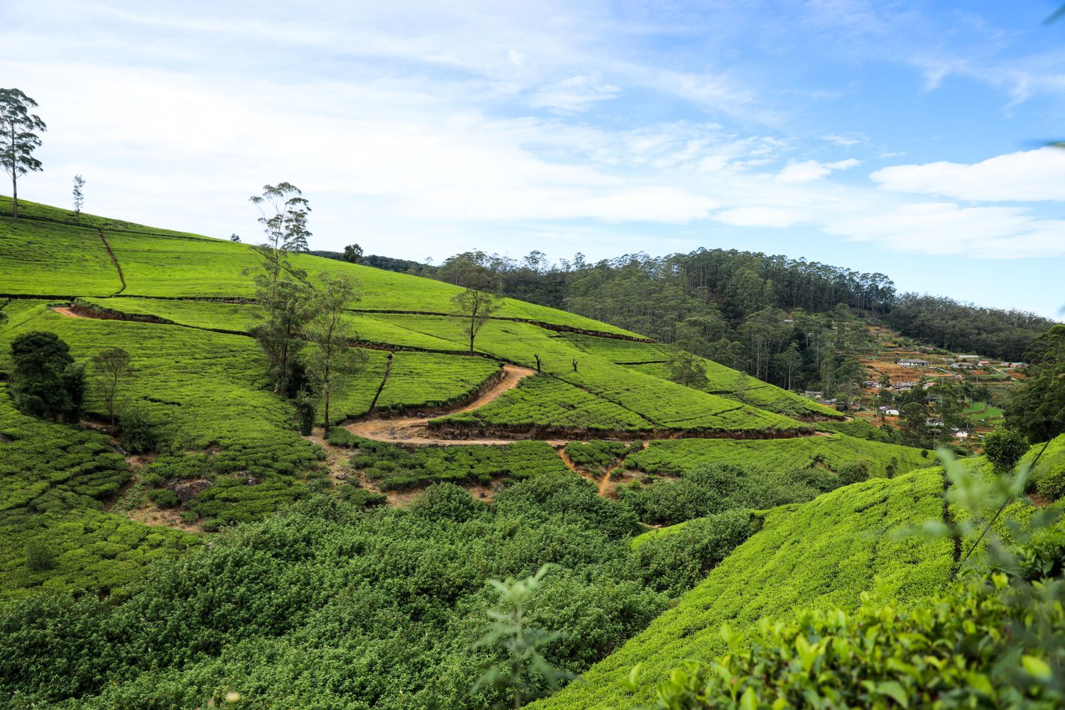 Комфорт Тур. 5 дней по острову и 5 дней на океане. (48/125)
