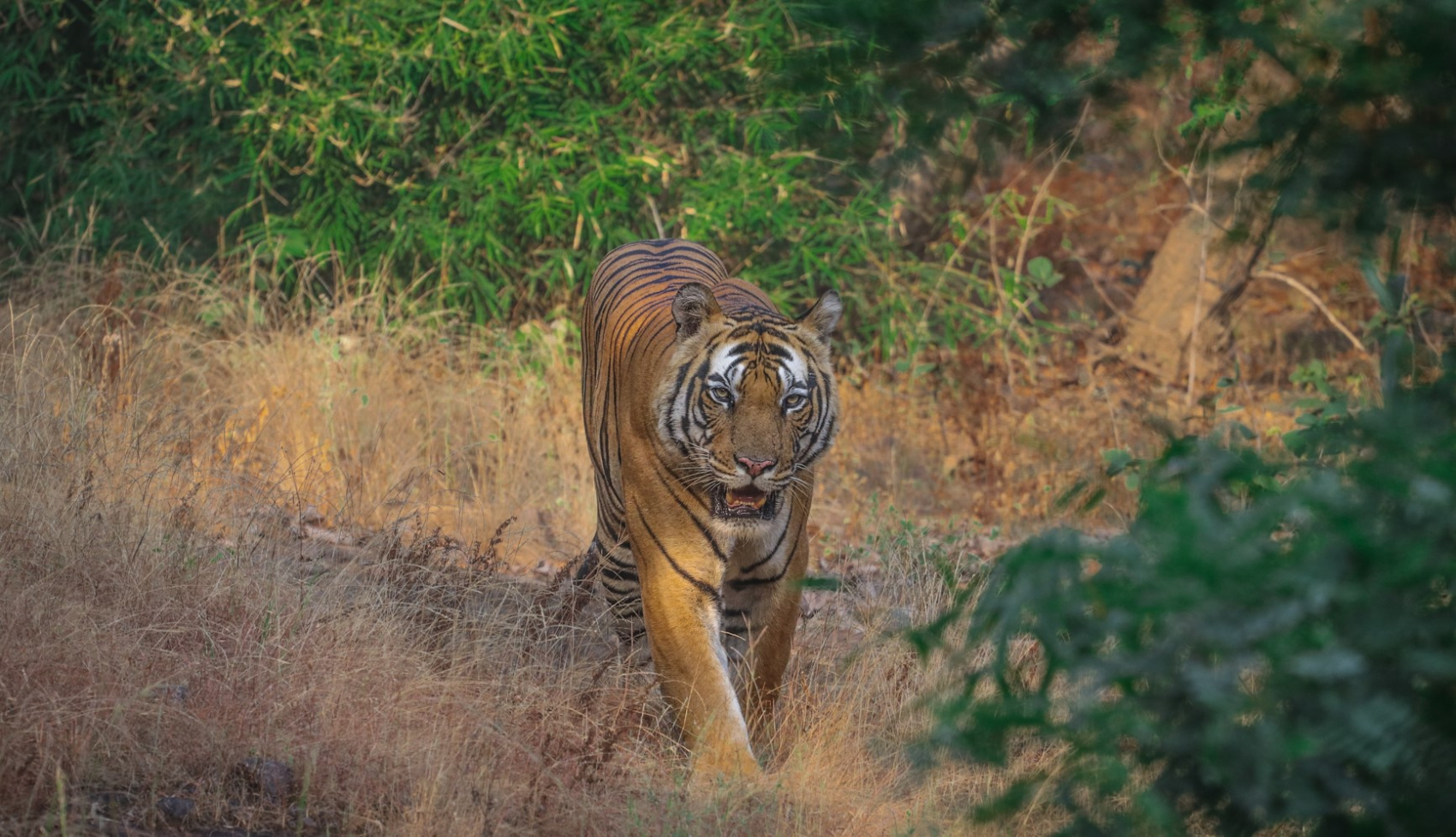 Семейный тур по Индии Big Cat (3/45)