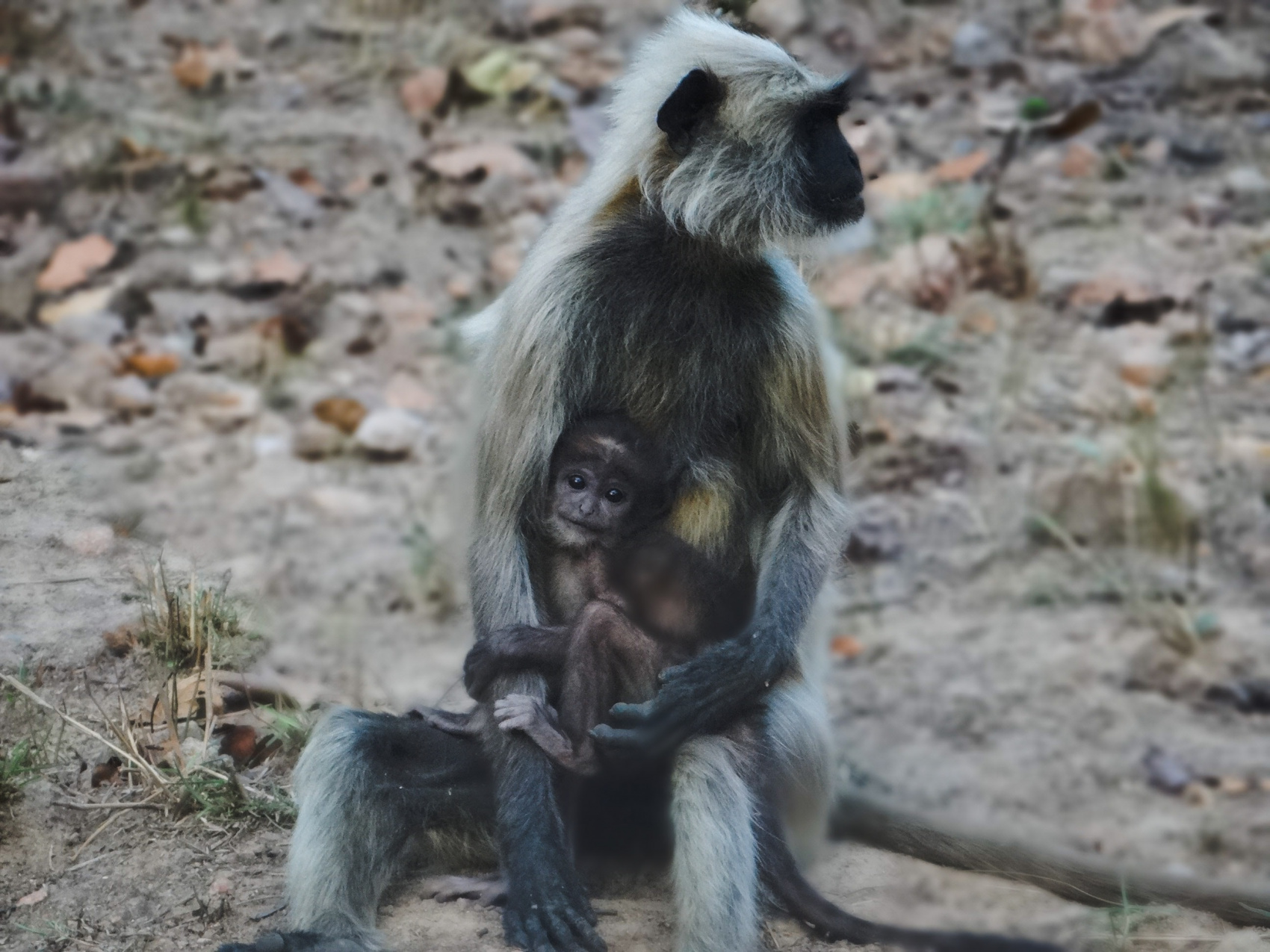 Семейный тур по Индии Big Cat (5/45)