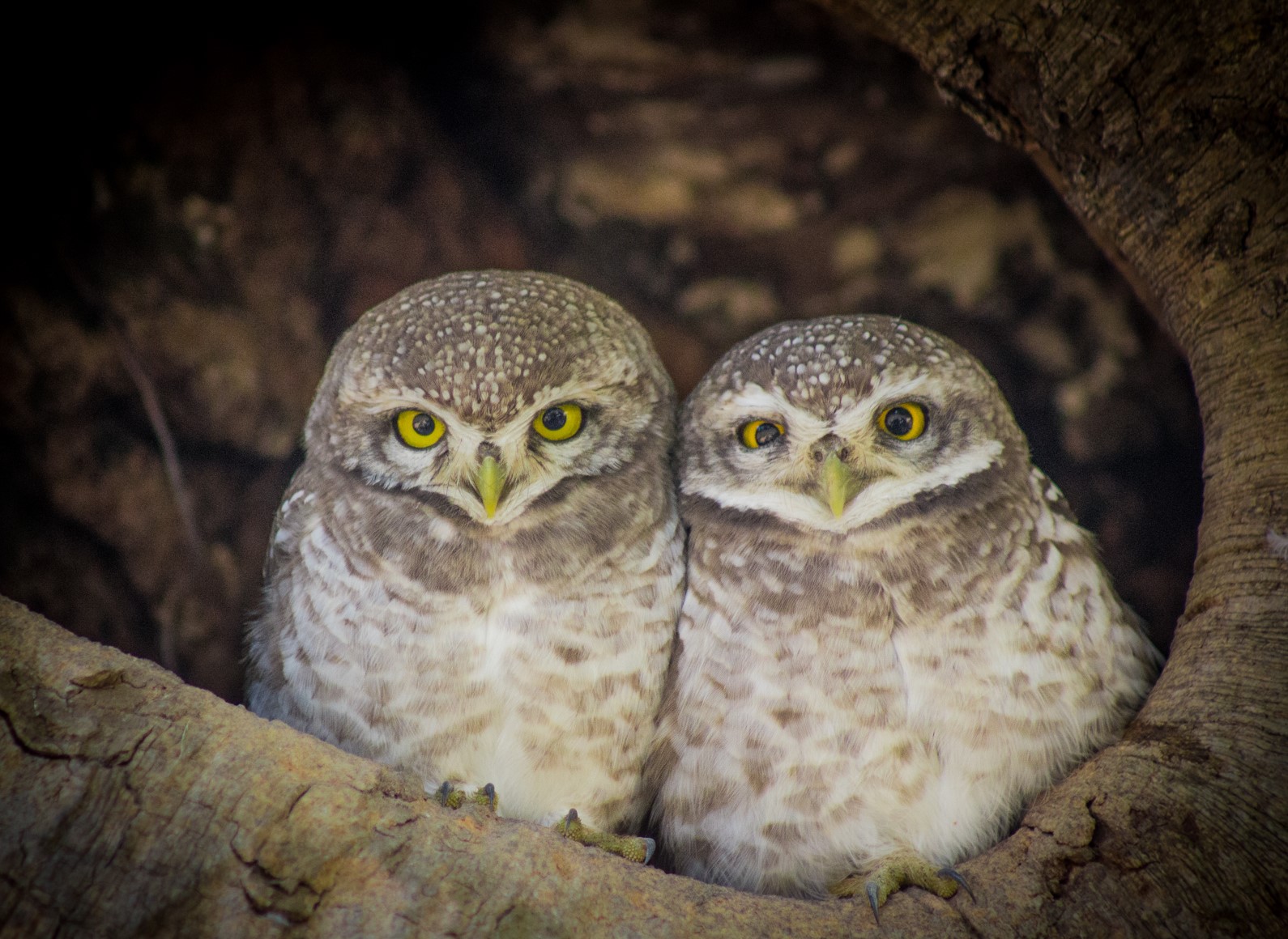 Семейный тур по Индии Big Cat (2/45)