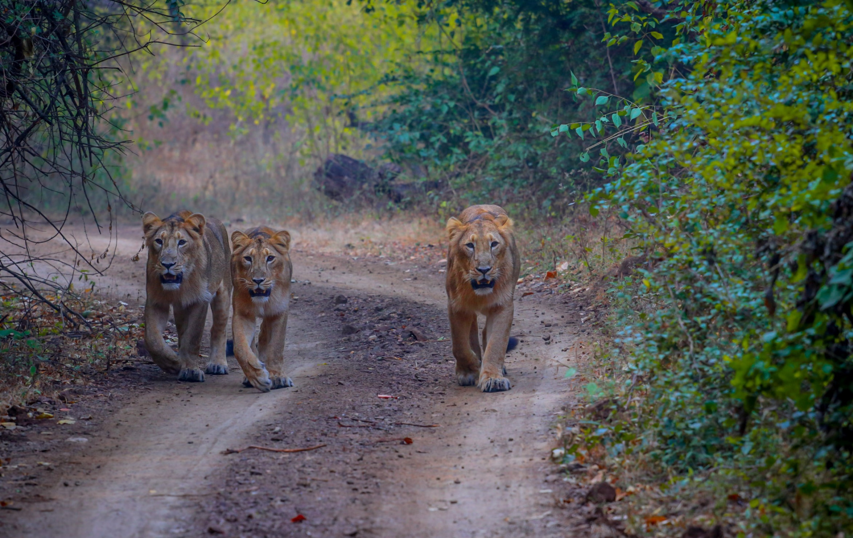 Яркий тур по Гуджарату  (2/44)