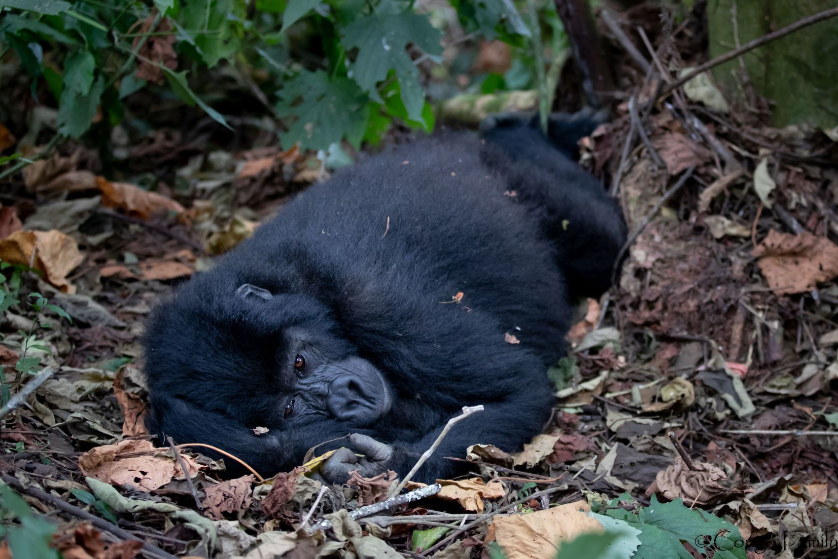 3-дневное сафари с гориллами в Уганде