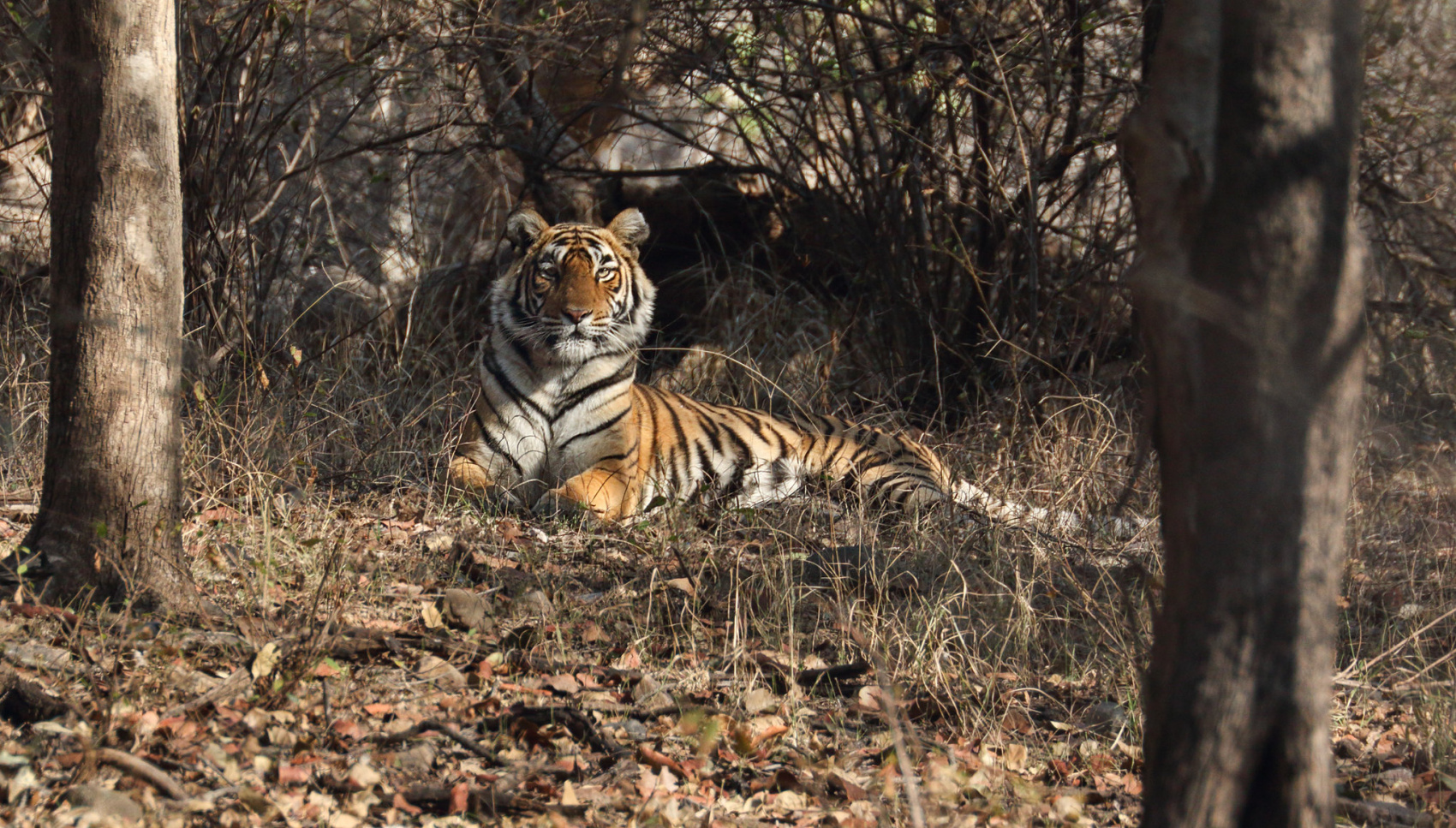 Сафари-тур по джунглям Казиранги и Сандербана  (5/26)