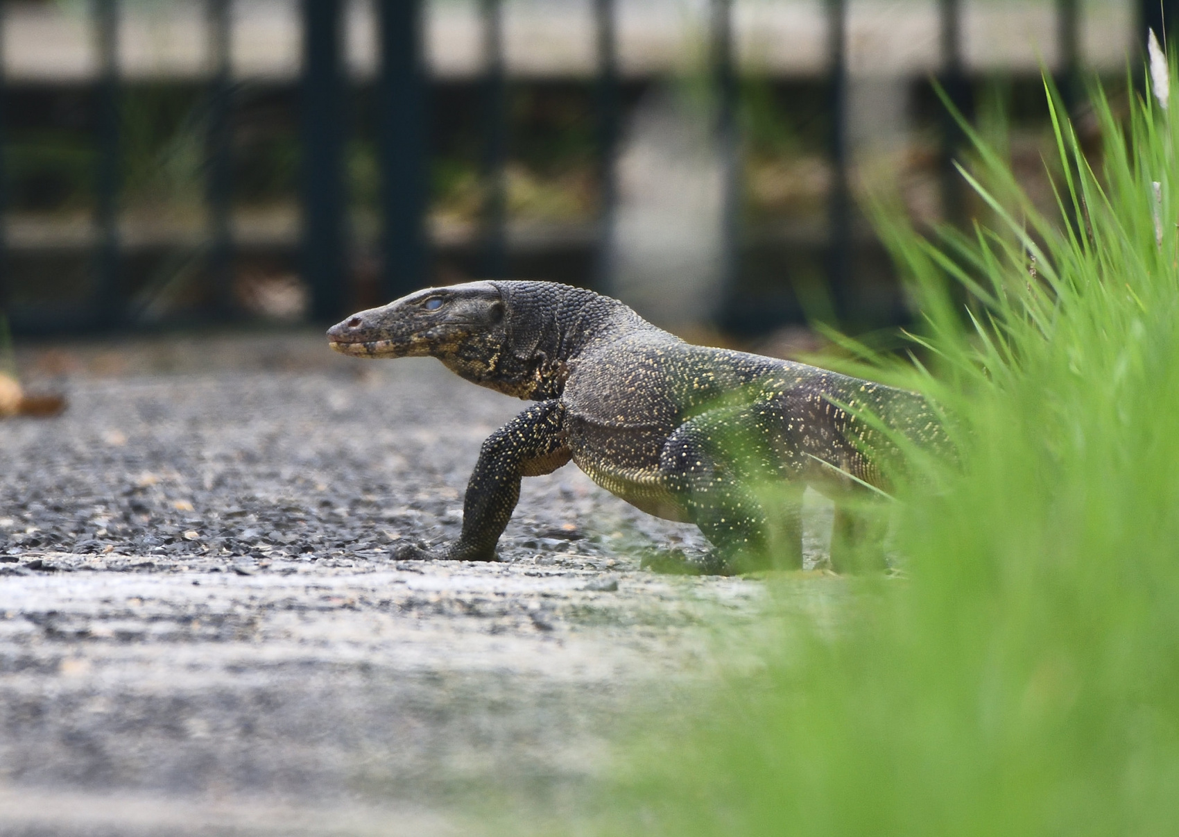 Сафари-тур по джунглям Казиранги и Сандербана  (6/26)