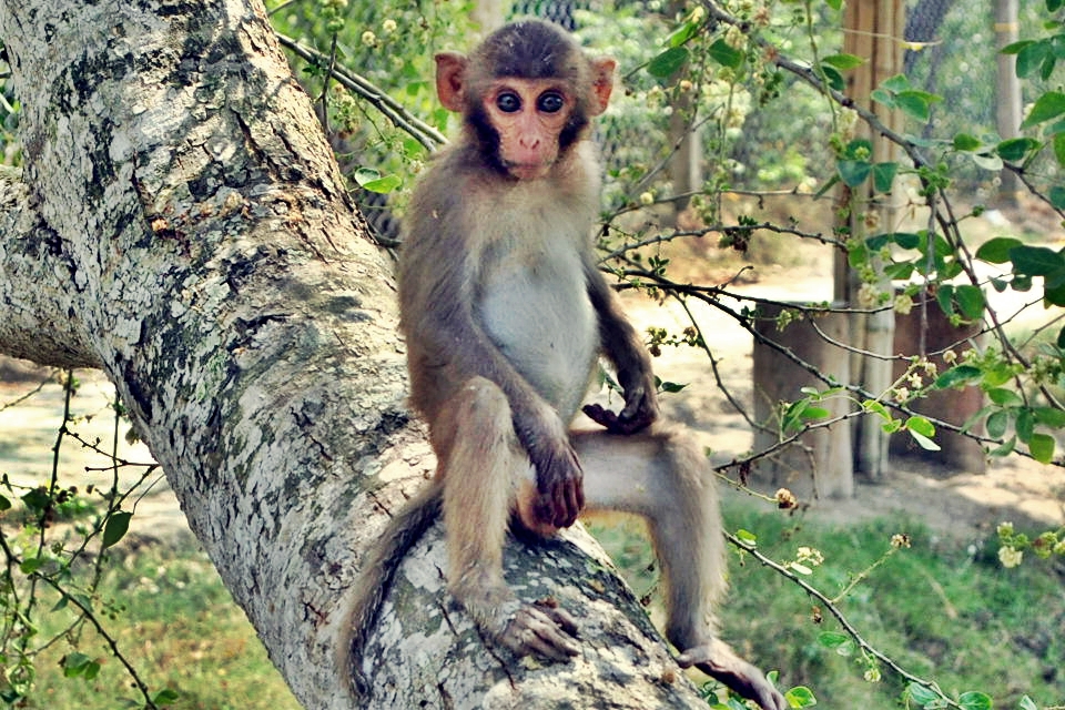 Сафари-тур по джунглям Казиранги и Сандербана  (8/26)