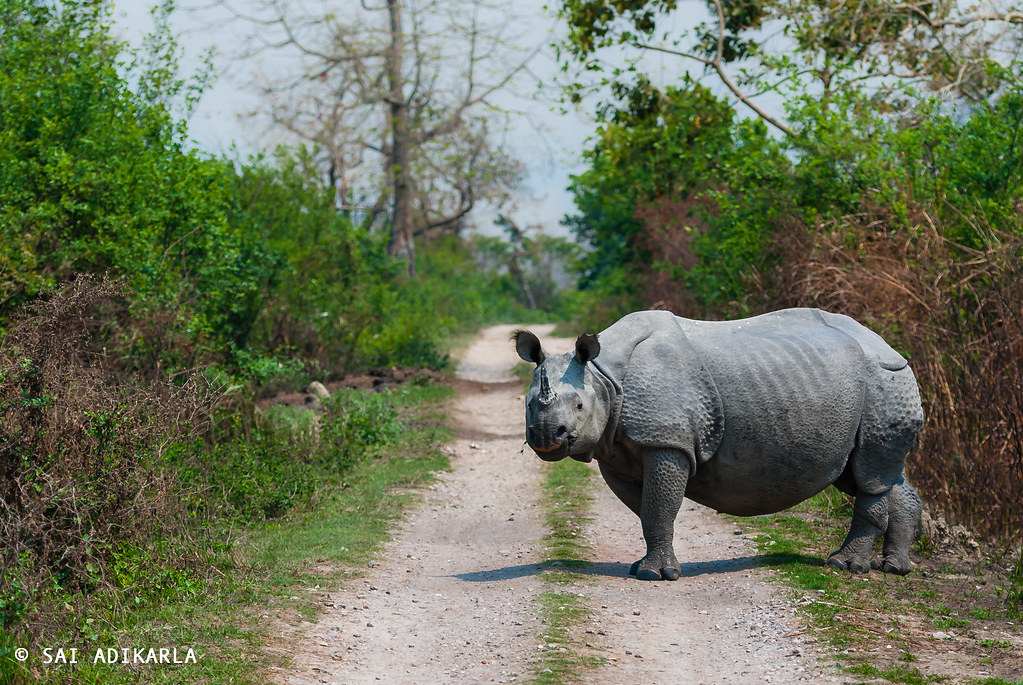 Сафари-тур по джунглям Казиранги и Сандербана  (2/26)