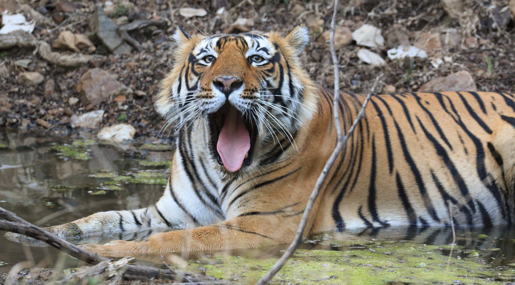 Сафари-тур по джунглям Казиранги и Сандербана  (4/26)