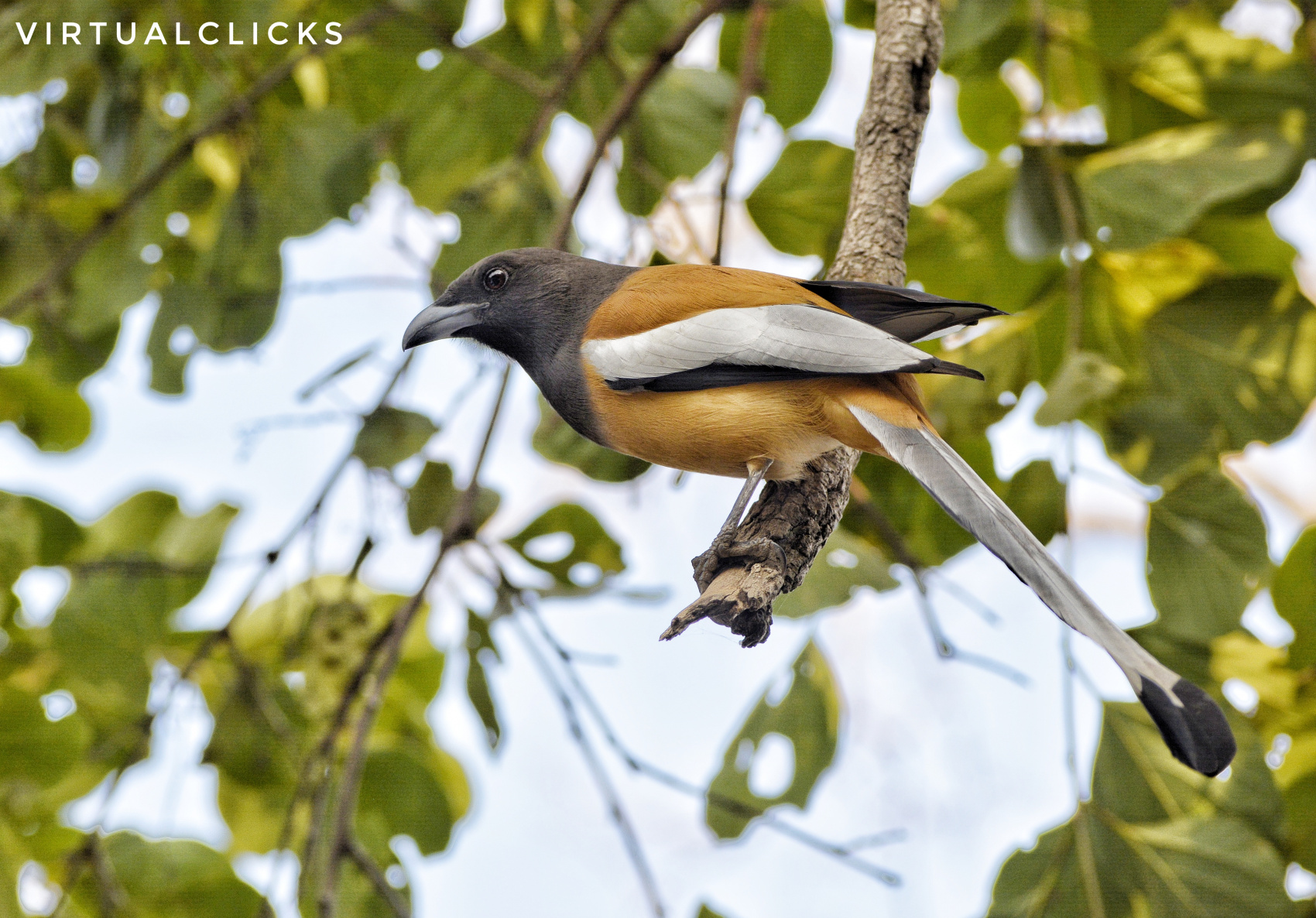 Тур в Тадж-Махал+сафари с тиграми (2/9)