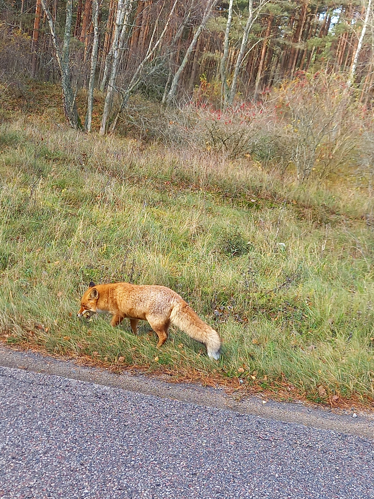 Vip Девичник на Балтийском побережье (16/47)