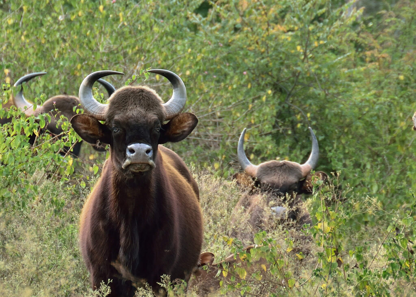 Тур по дикой природе Южной Индии (7/20)