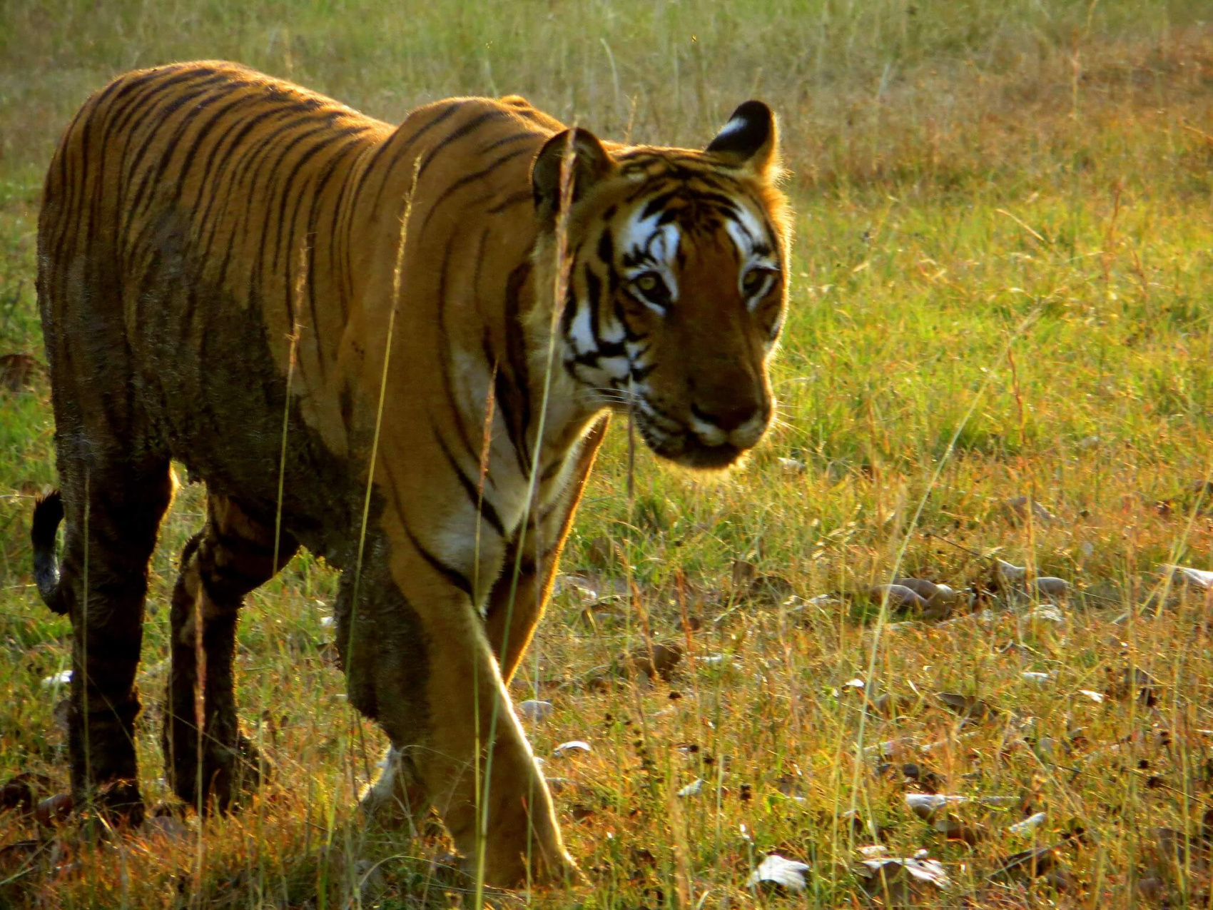 Тур по дикой природе Южной Индии (3/20)