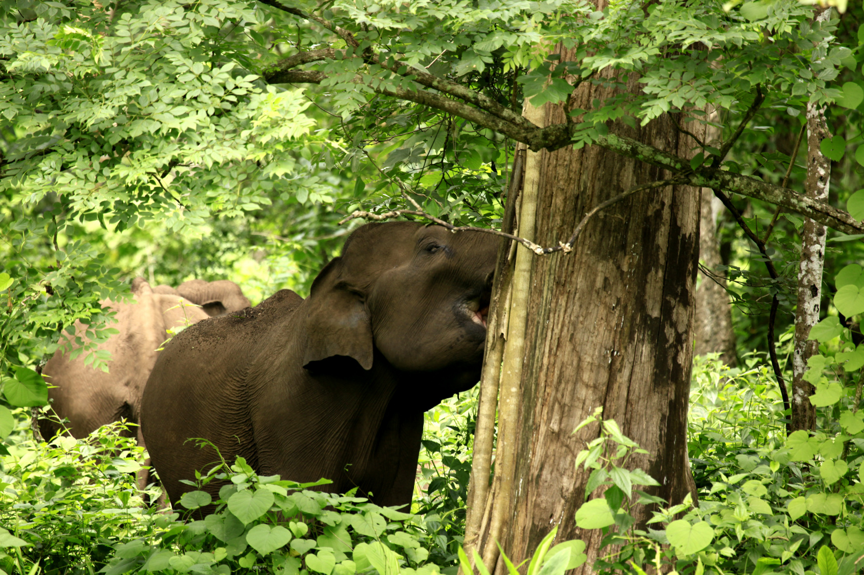 Тур по дикой природе Южной Индии (4/20)
