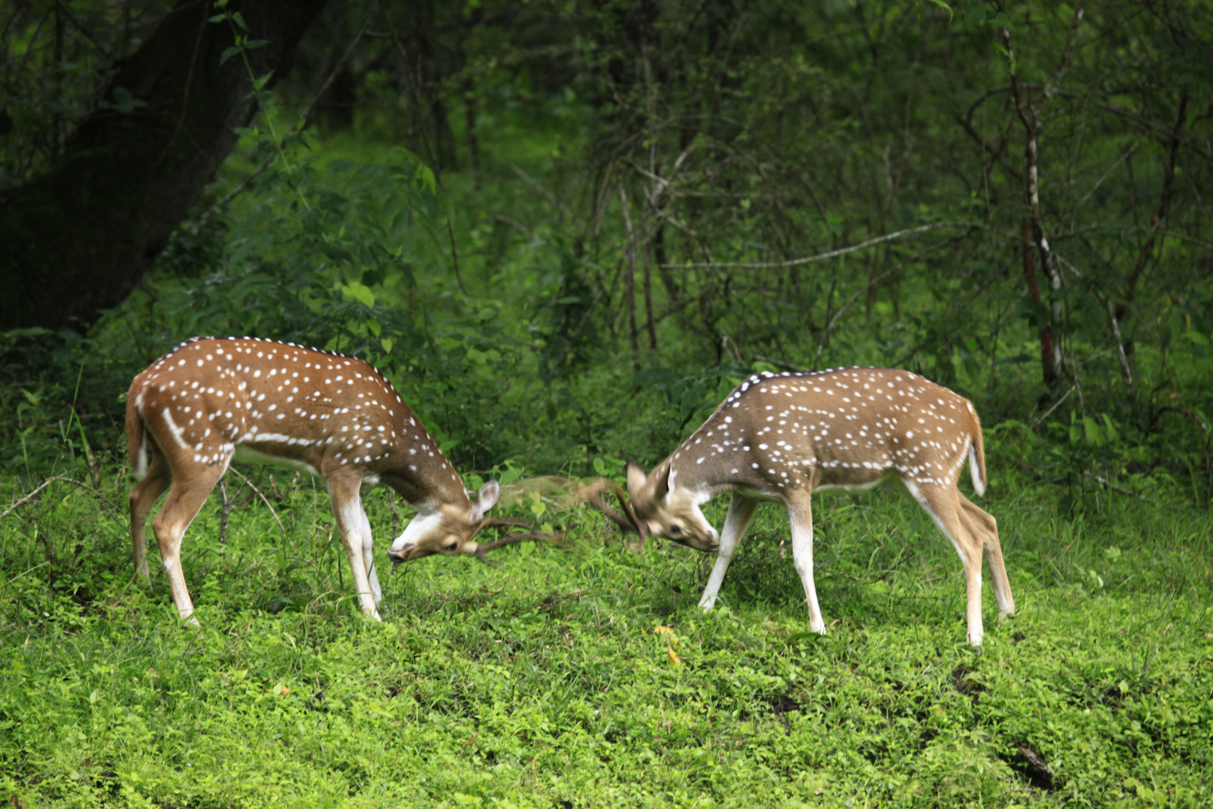 Тур по дикой природе Южной Индии (6/20)