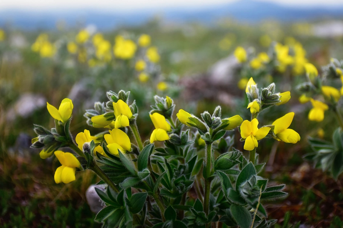 Экспедиция к подножию Белухи (налегке, с конным сопровождением) (8/37)