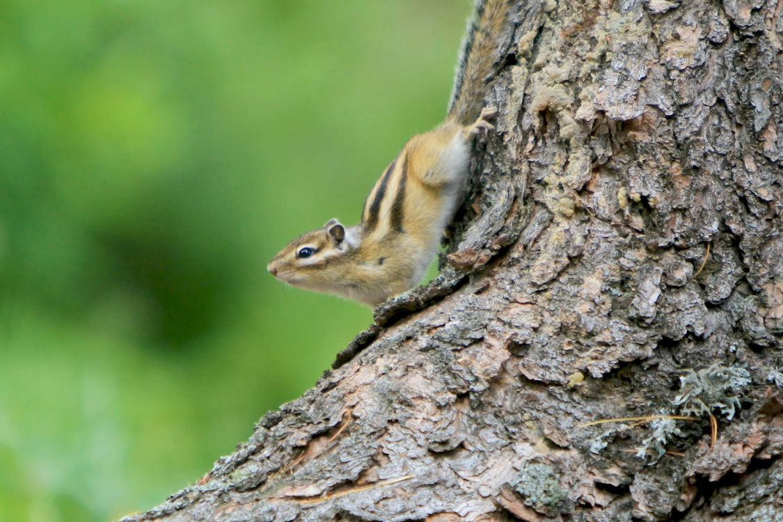 Экспедиция к подножию Белухи (налегке, с конным сопровождением) (6/37)