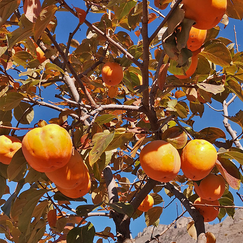 Путешествие в Дагестан (58/112)