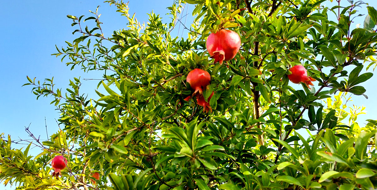 Путешествие в Дагестан (76/112)