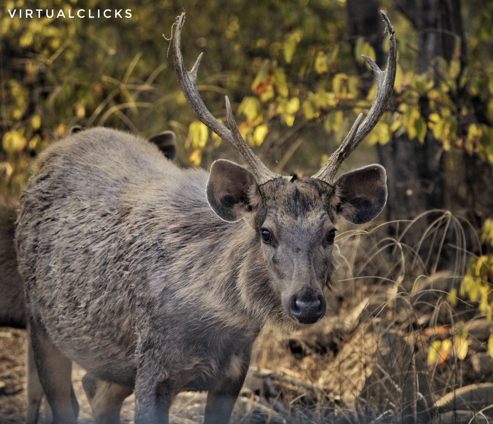 Тур по дикой природе Индии (6/8)