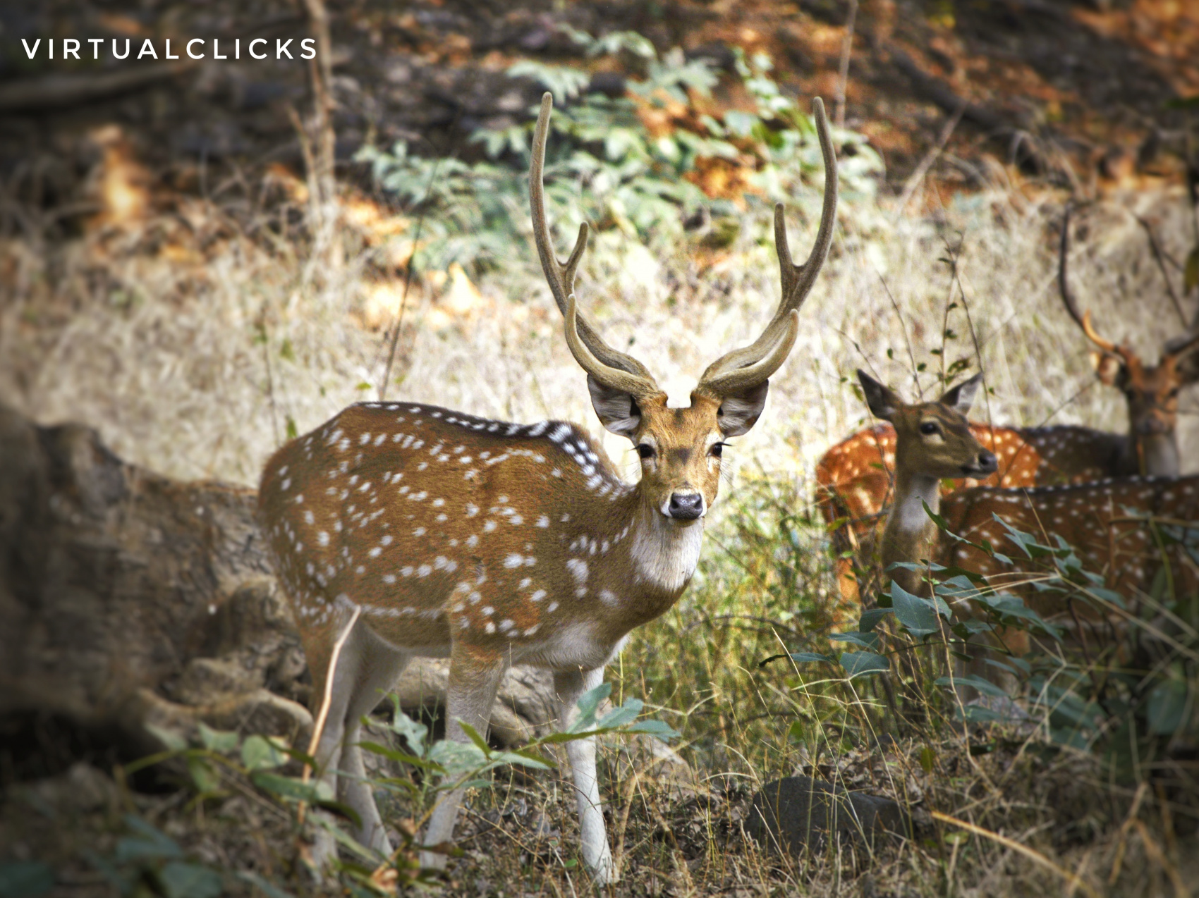Тур по дикой природе Индии (4/8)