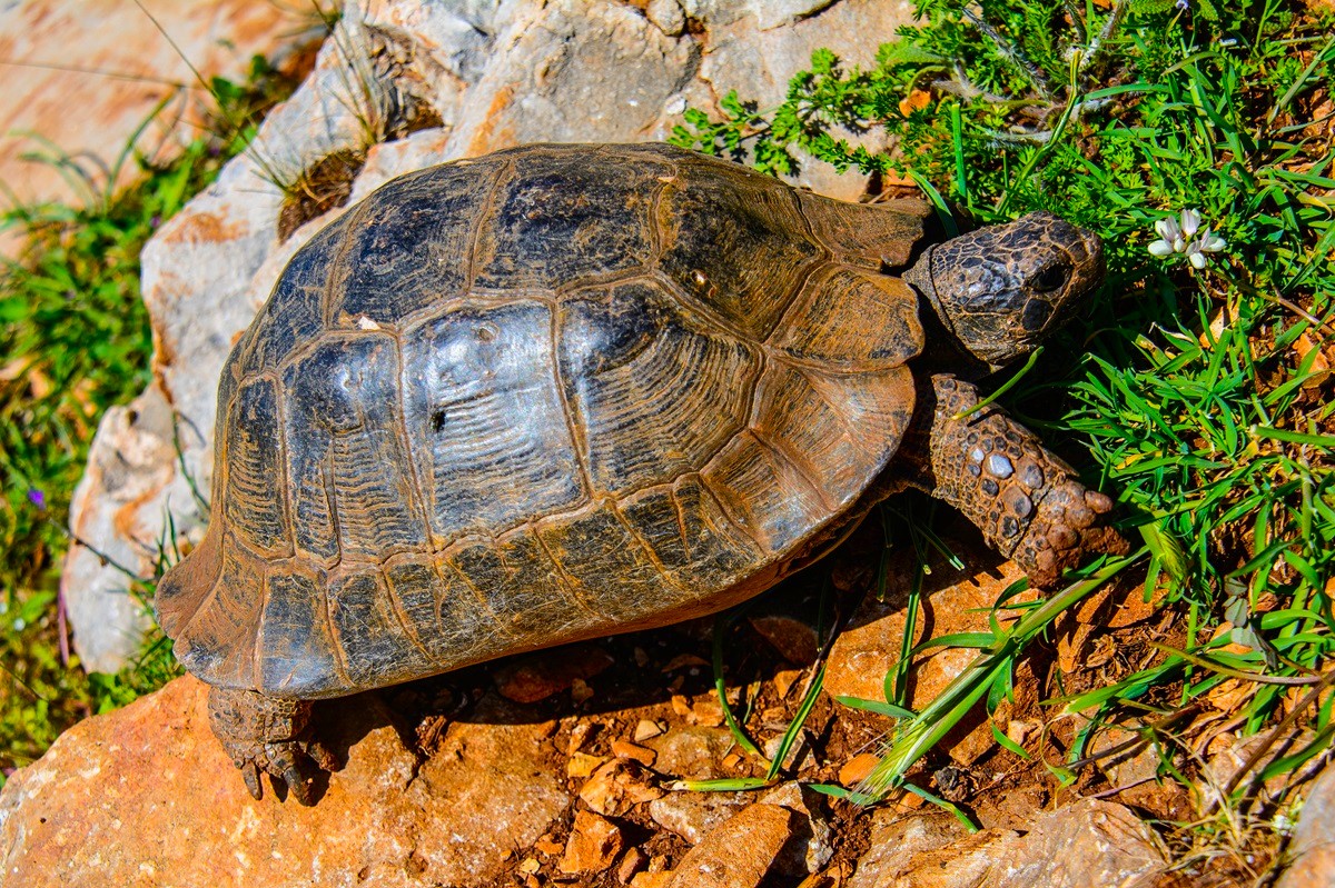 Топ-места Ликийской тропы: активный тур без рюкзаков (13/44)