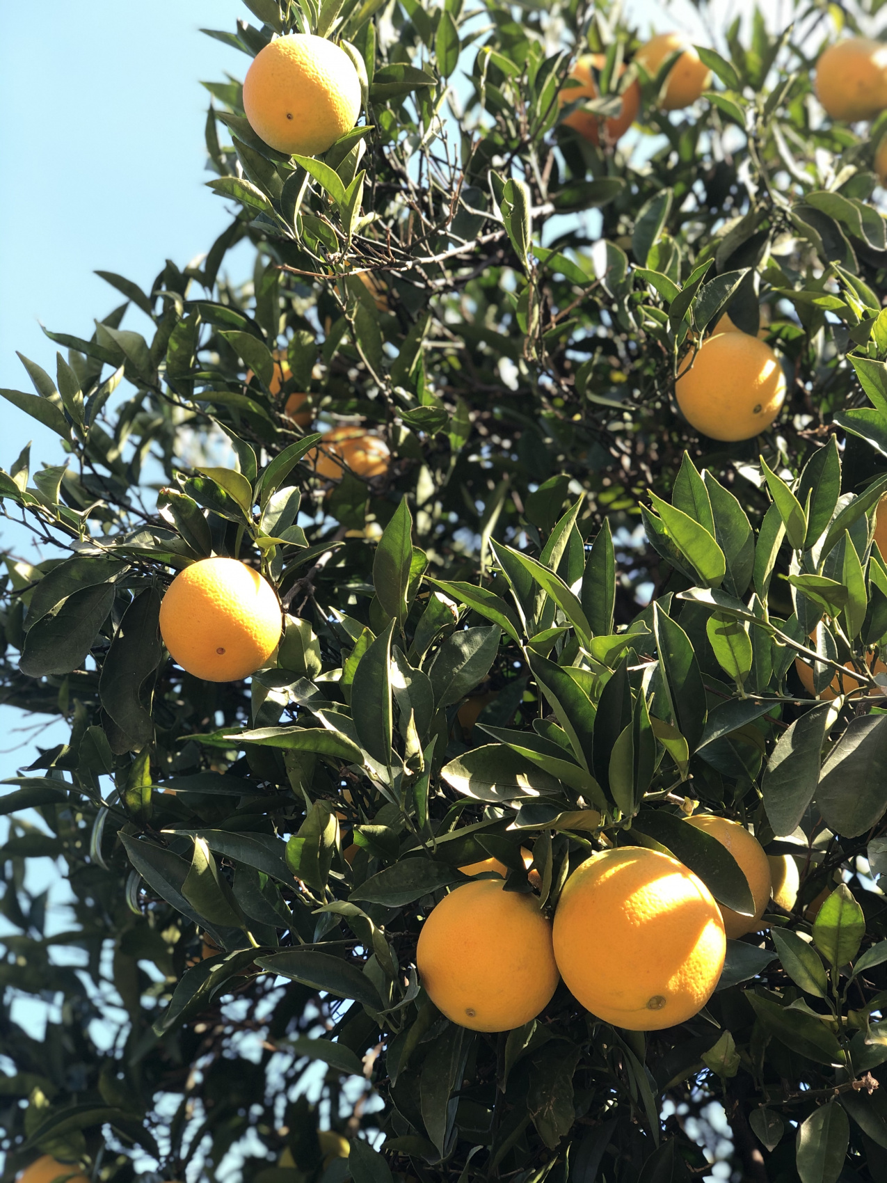 Ликийская тропа.Восток (8/81)