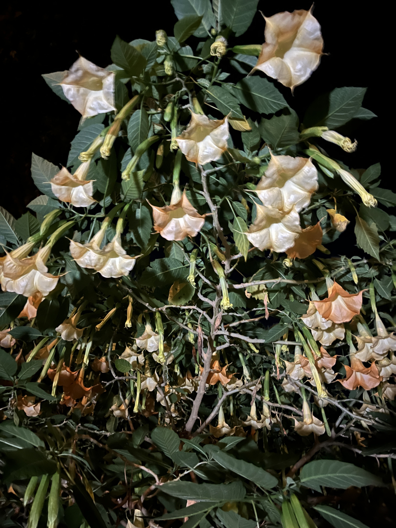 Ликийская тропа.Восток (47/81)