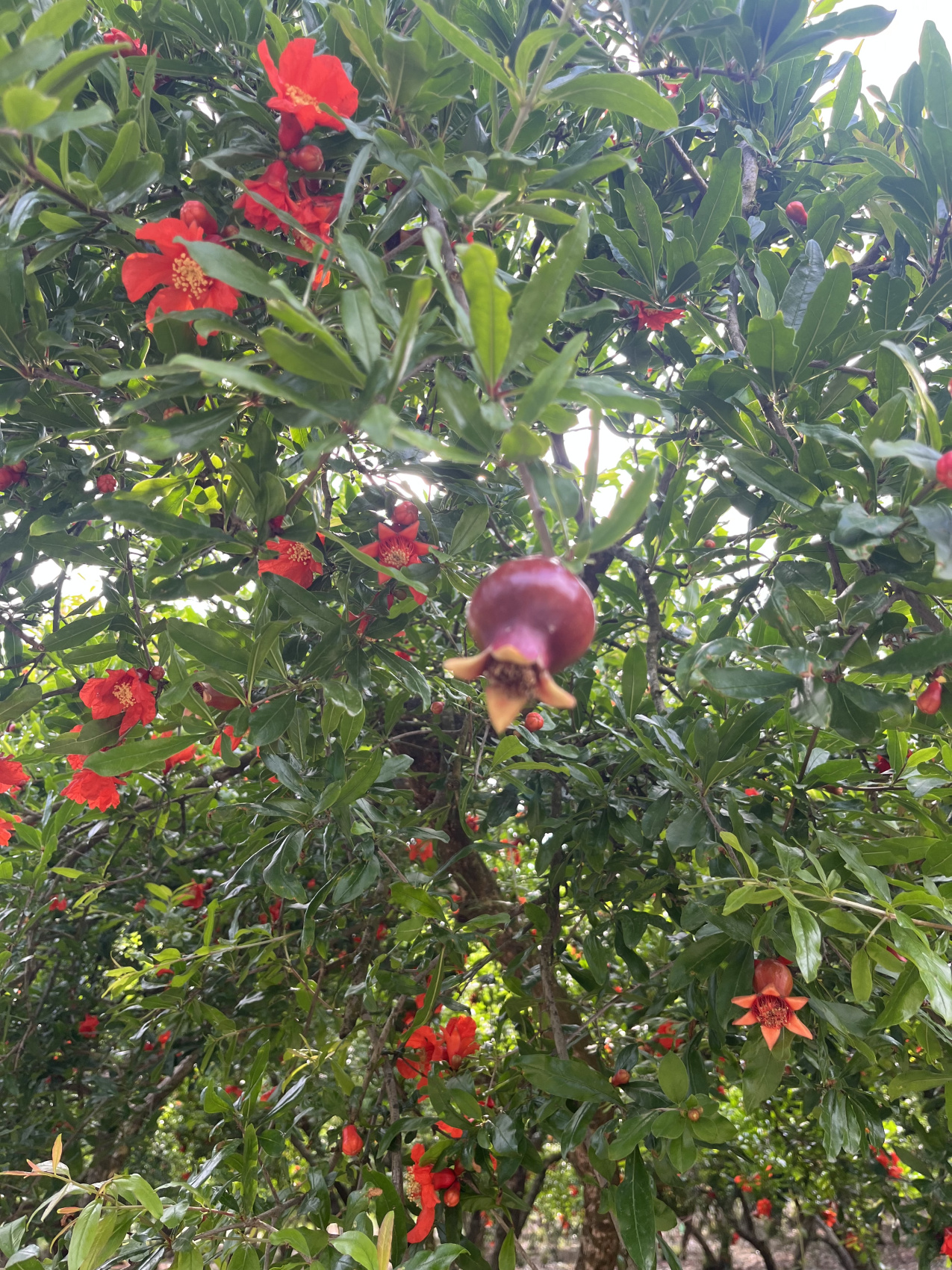 Ликийская тропа.Восток (35/81)