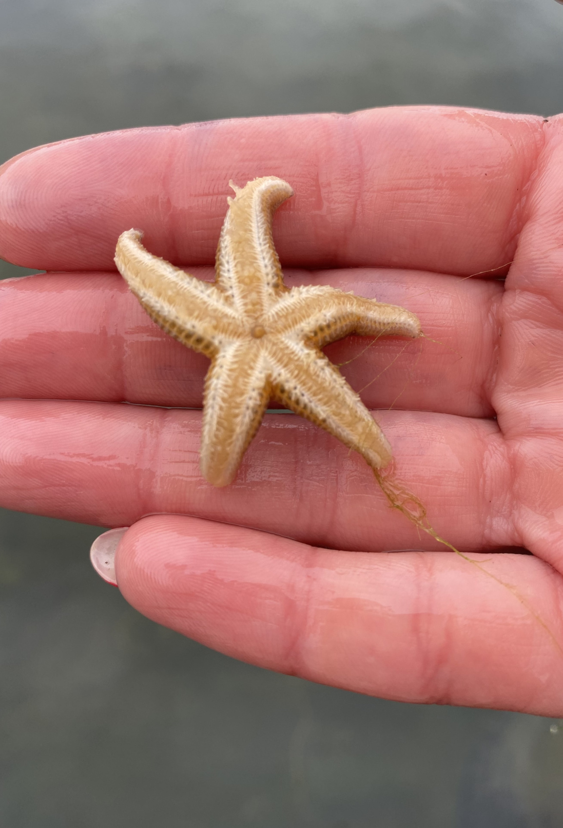 Карелия + Соловецкие острова (24/67)