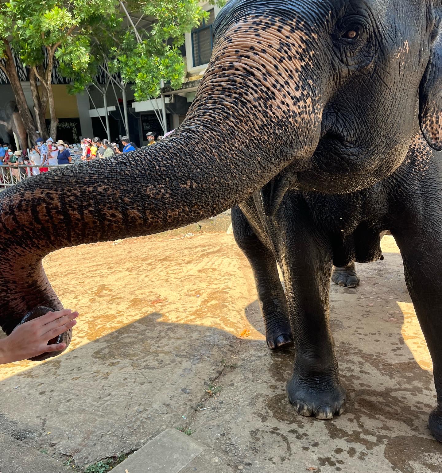 Удивительная Шри-Ланка (33/62)