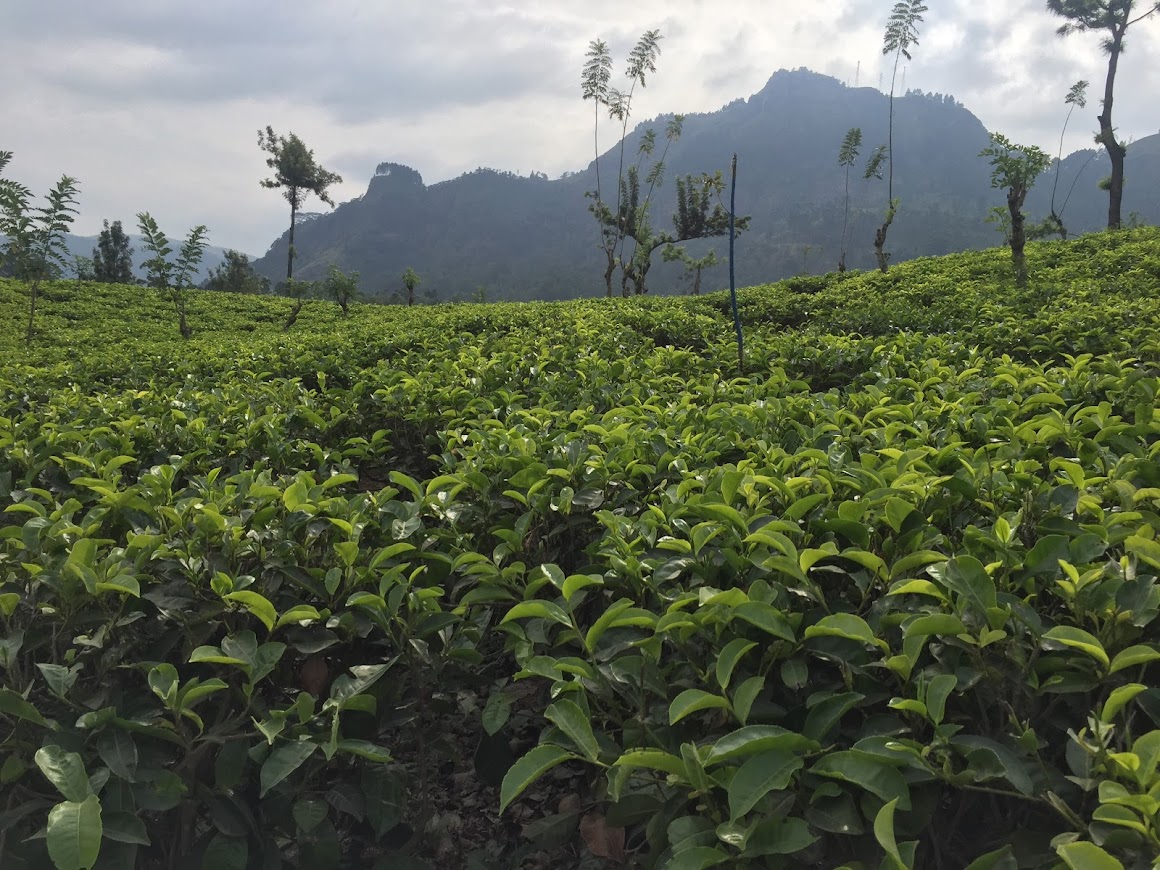 Удивительная Шри-Ланка (17/62)
