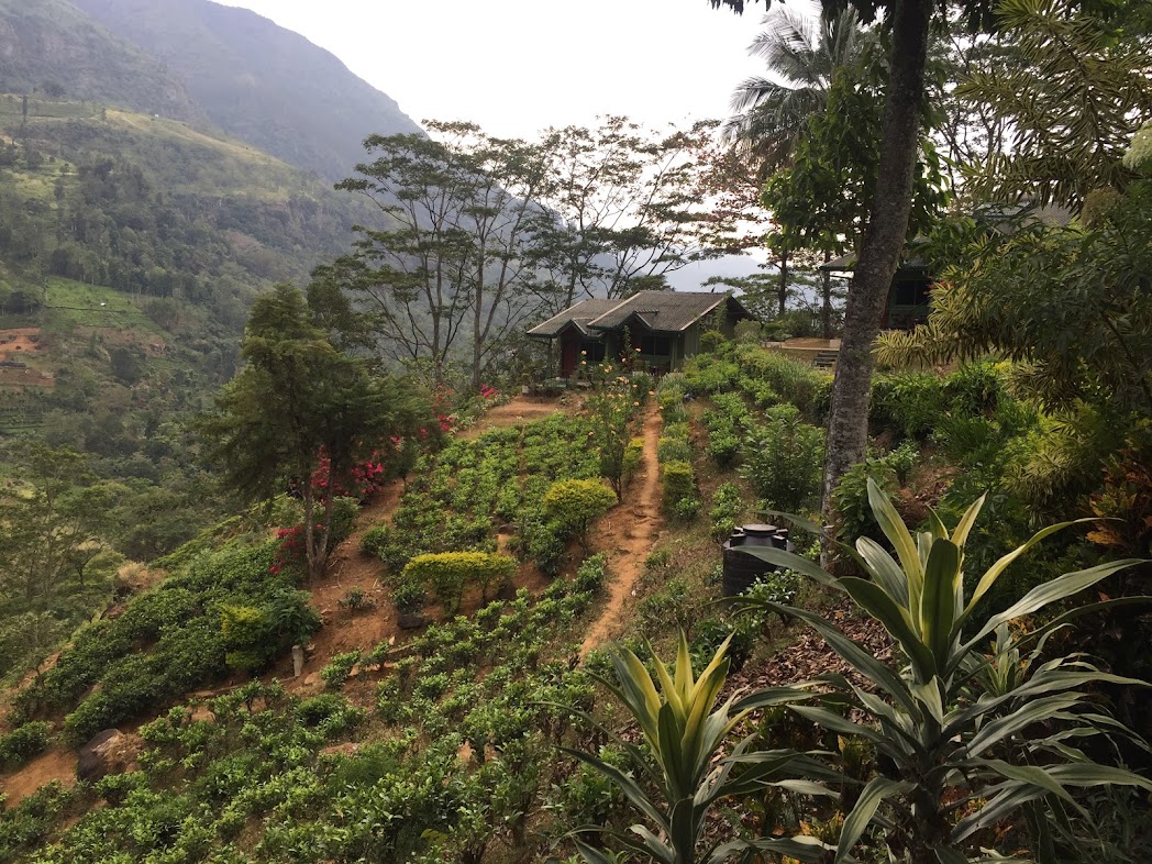 Удивительная Шри-Ланка (12/62)