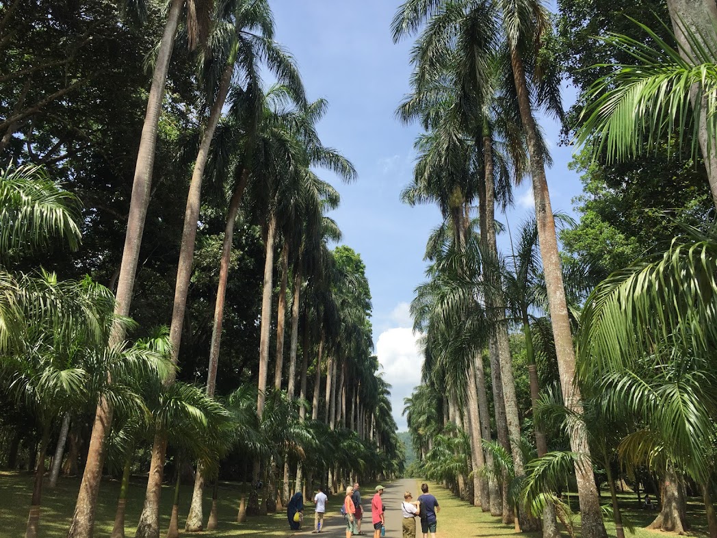 Удивительная Шри-Ланка (24/62)