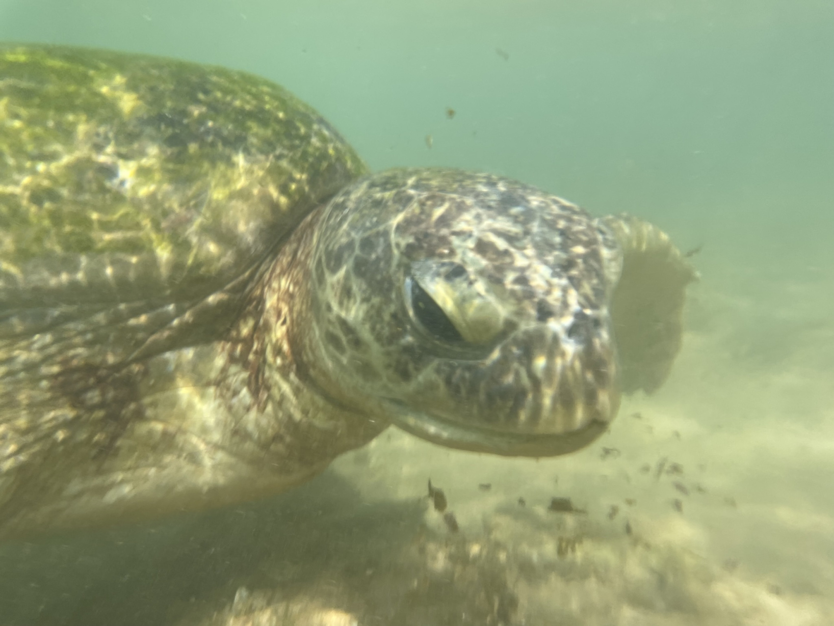 Удивительная Шри-Ланка (34/62)