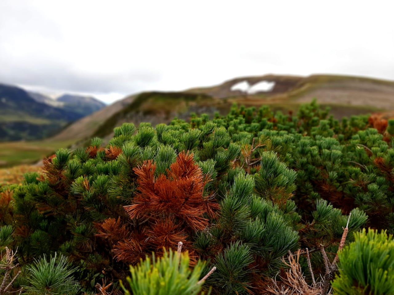 Осенние контрасты Камчатки (5/53)